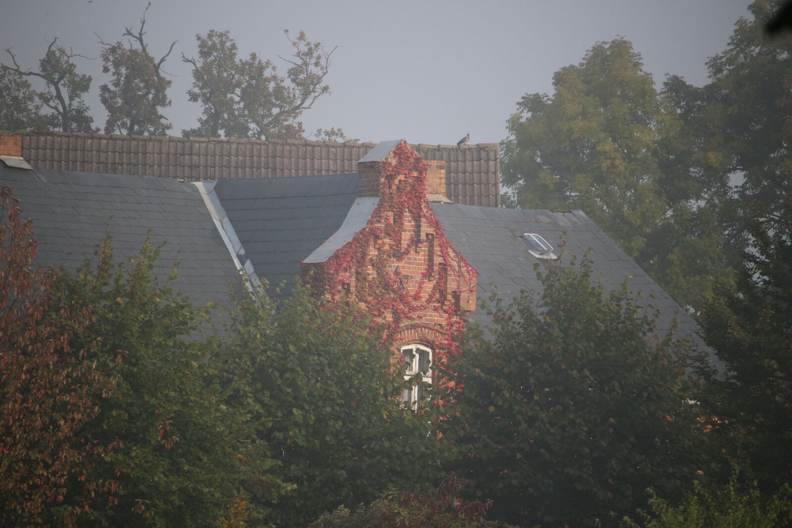 Canon EOS 100D (EOS Rebel SL1 / EOS Kiss X7) sample photo. Fog, autumn, house photography