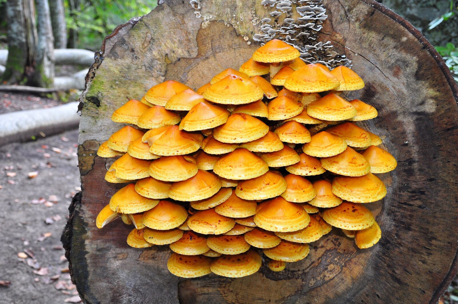 Nikon D5000 sample photo. Mushrooms, nature, tree photography