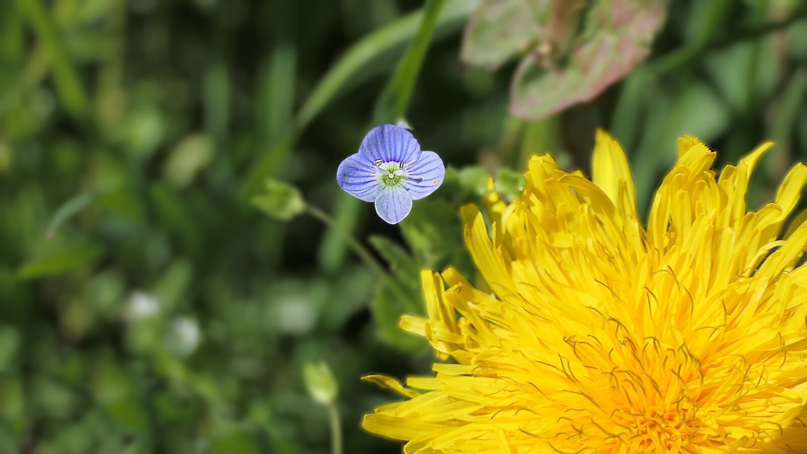 Panasonic Lumix DMC-FZ2500 (Lumix DMC-FZ2000) sample photo. Dandelion, white, yellow photography