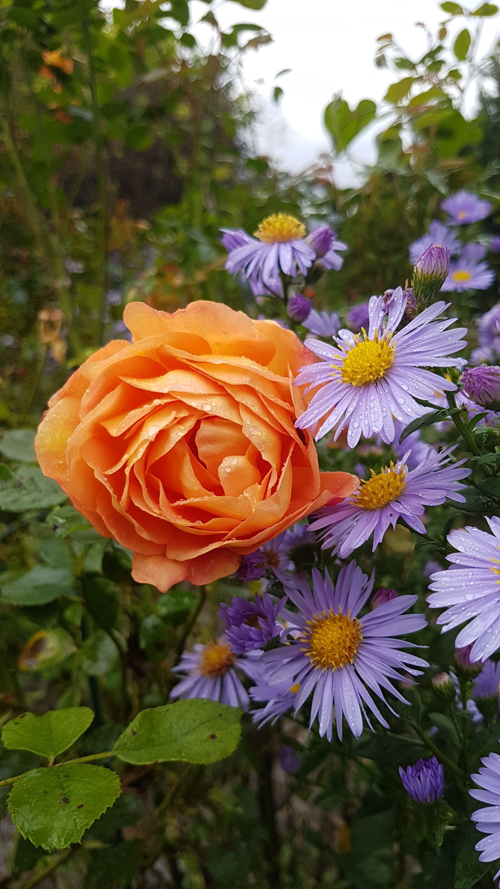 Samsung SM-G930F sample photo. Orange, purple, flower photography