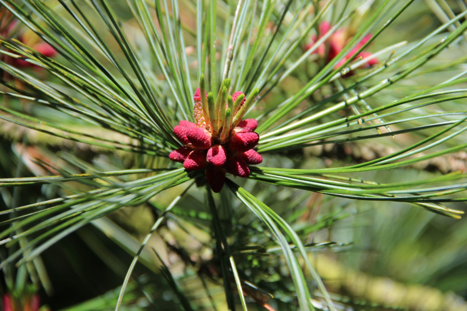 Canon EF-S 18-135mm F3.5-5.6 IS sample photo. Pine, forest, green photography