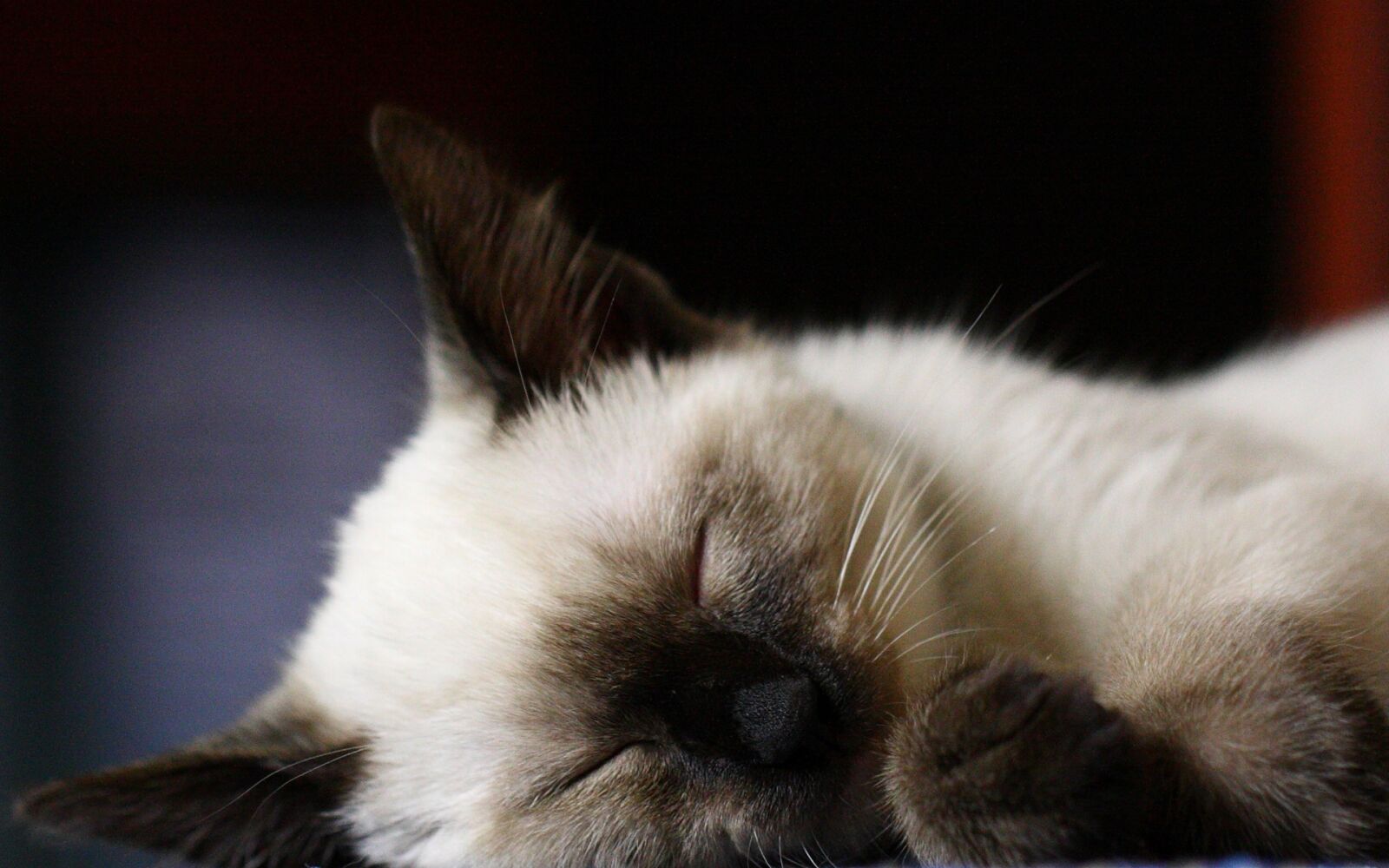 Canon EOS 40D sample photo. Cat, cute, animal photography