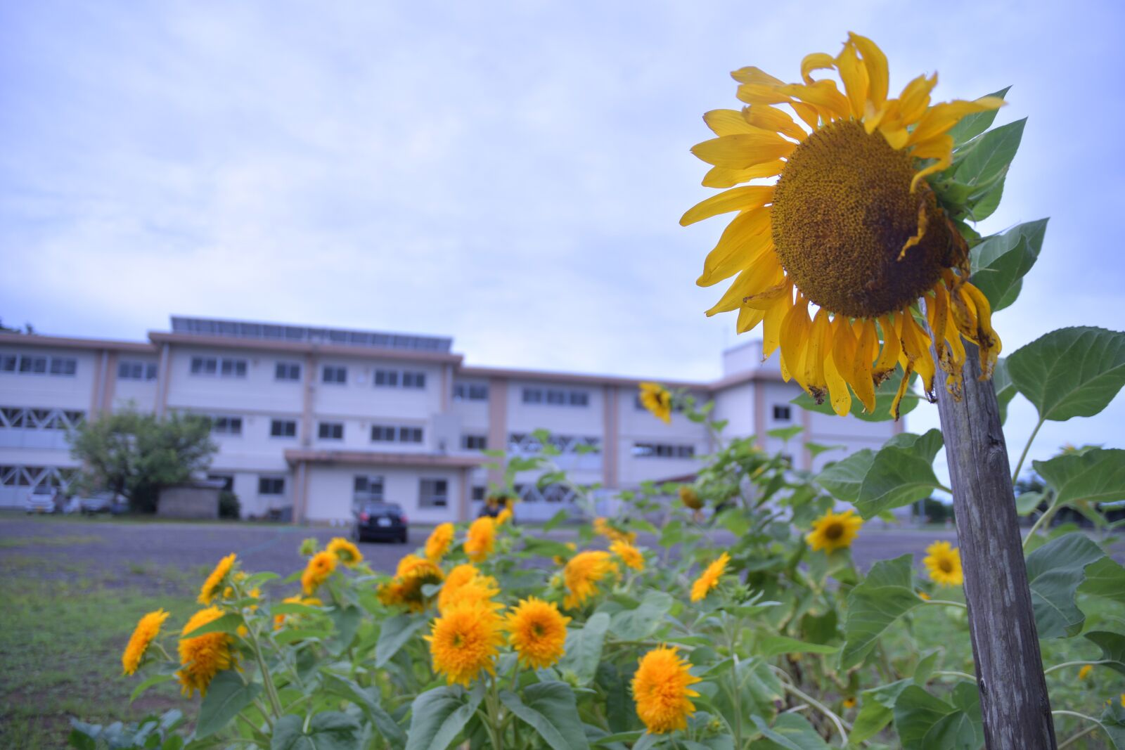 Nikon D500 sample photo. Sunflower, flowers, yellow photography