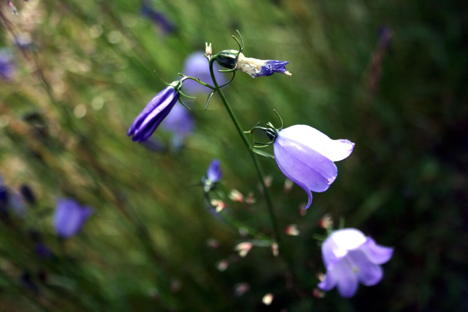 Canon EOS 400D (EOS Digital Rebel XTi / EOS Kiss Digital X) sample photo. Bluebell, flower, blossom photography