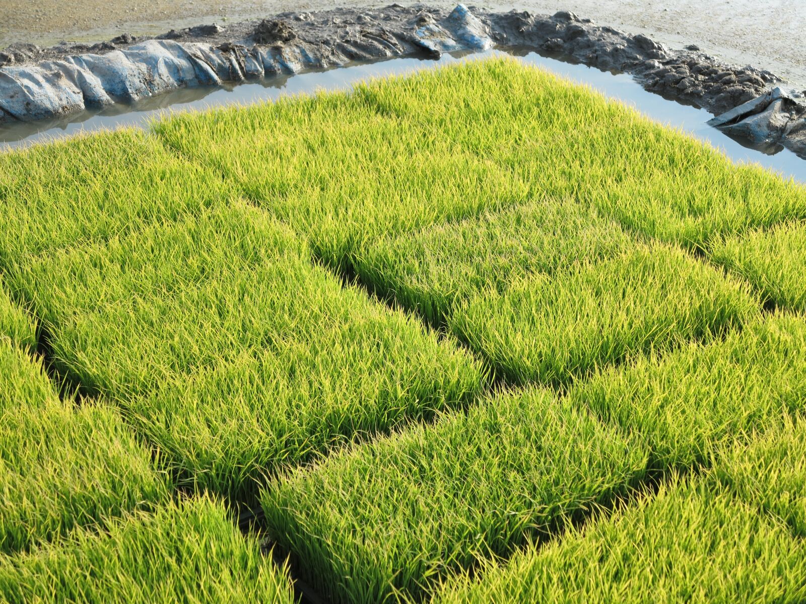 Canon PowerShot G1 X sample photo. Japan, rice, farming photography