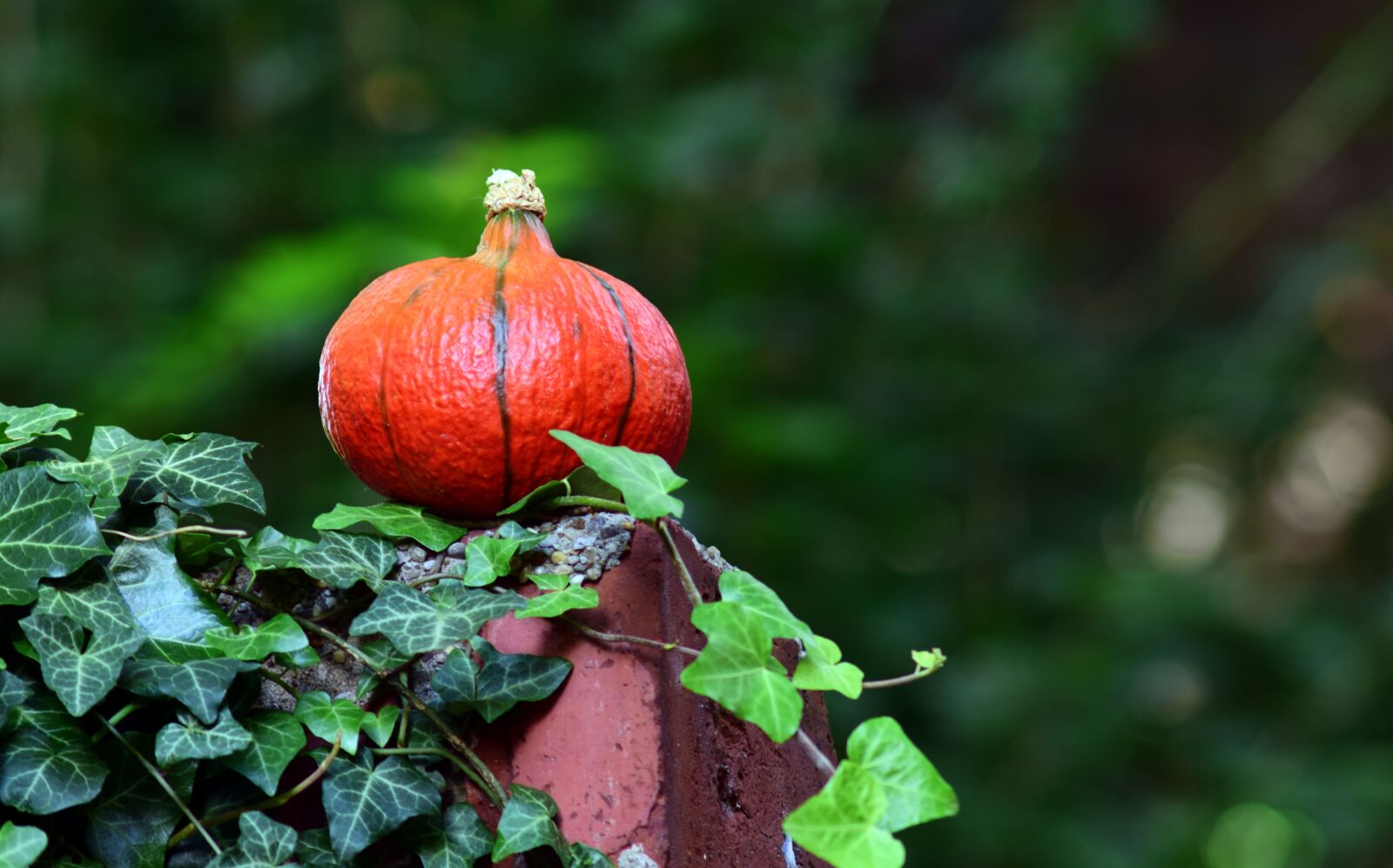 Nikon D3300 sample photo. Pumpkin, hokkaido, orange photography