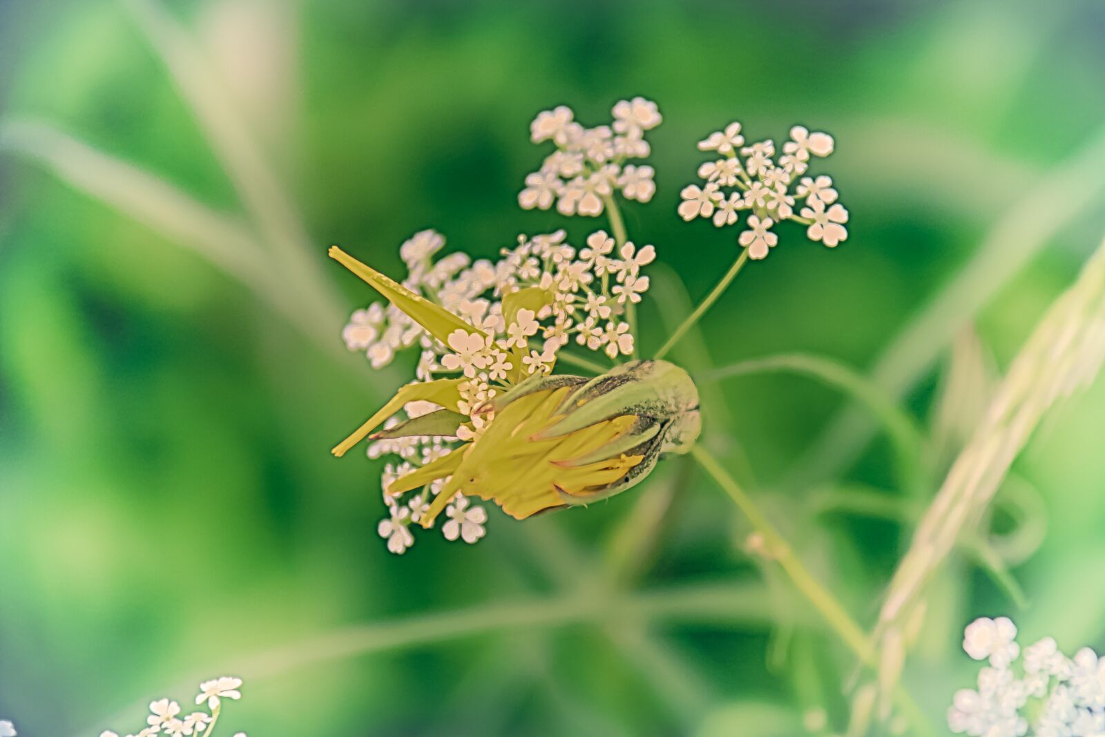 Canon EOS 70D sample photo. Dandelion, flower, yellow photography