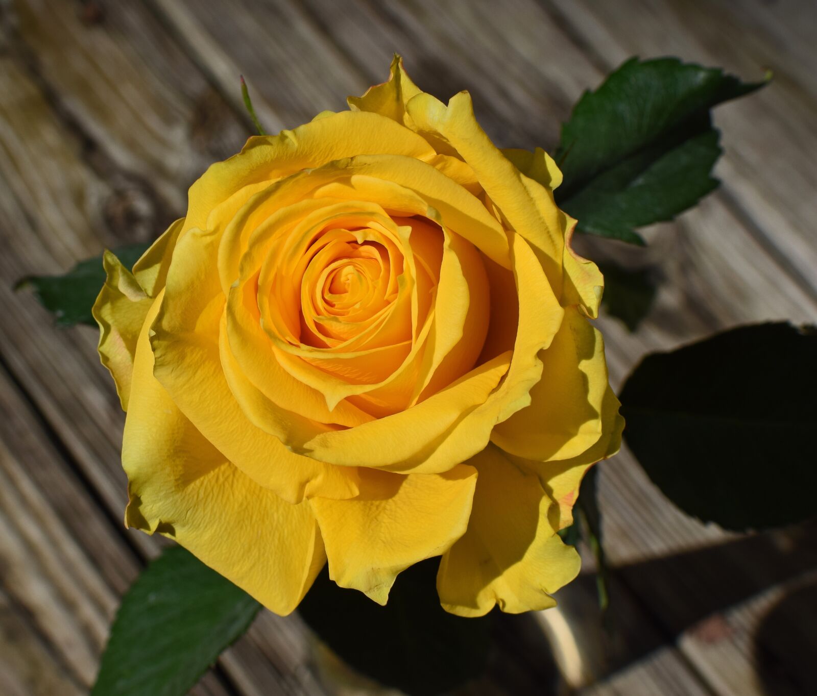 Nikon D3300 sample photo. Yellow-orange rose, rose, flower photography