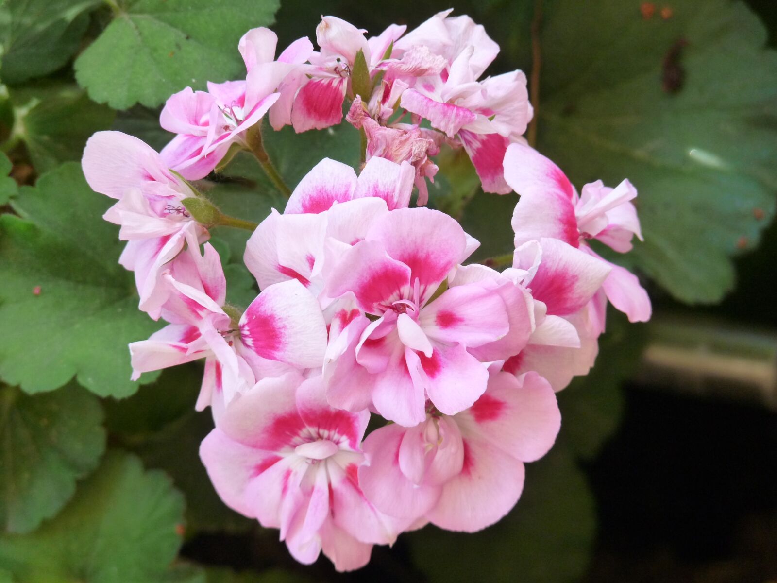 Panasonic Lumix DMC-FZ28 sample photo. Flowers, flower, geraneo photography