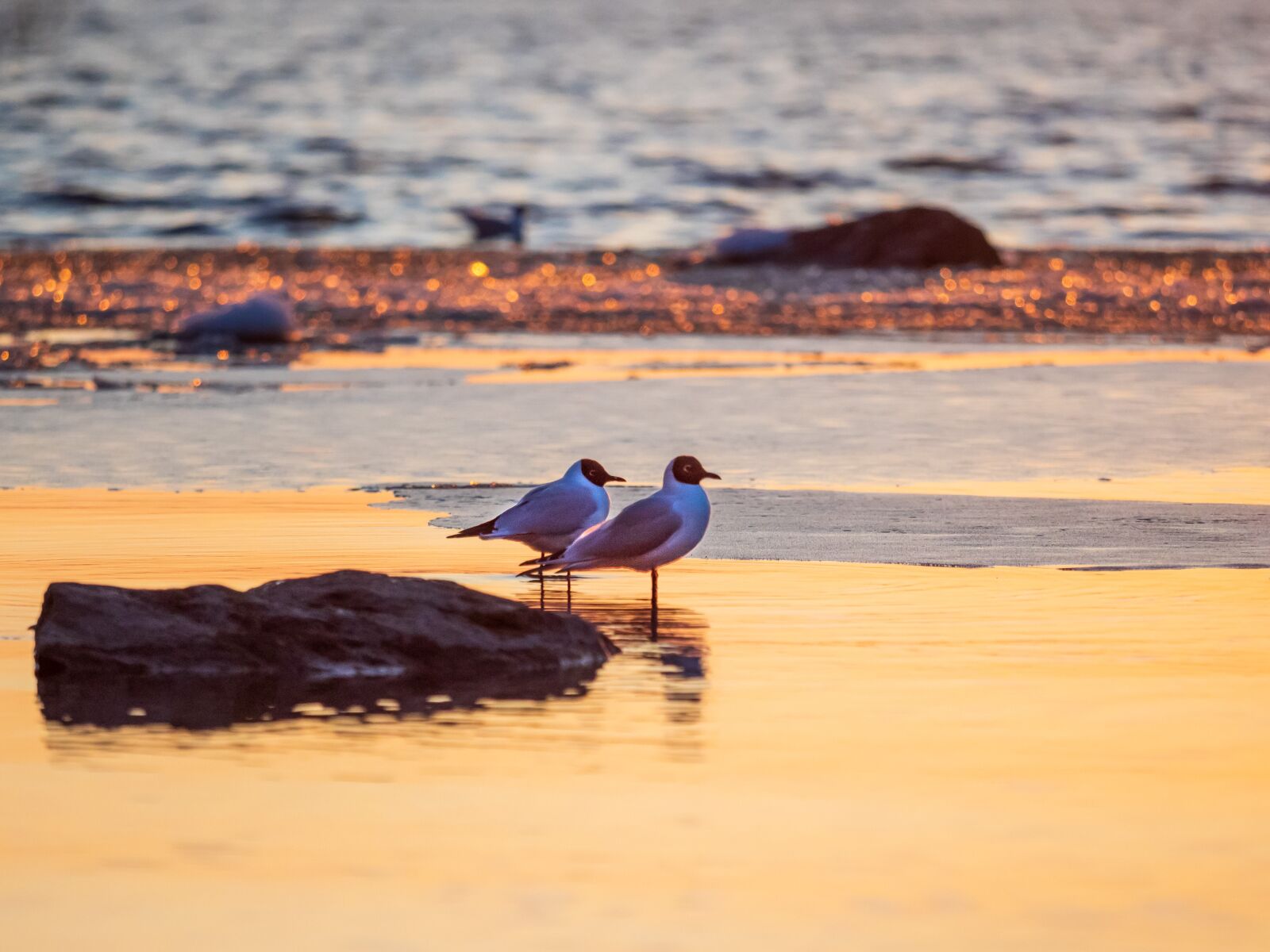 Olympus OM-D E-M1 Mark II + Olympus M.Zuiko Digital ED 40-150mm F2.8 Pro sample photo. Bird, laughing gull, seagull photography