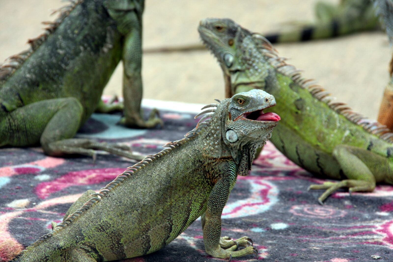 Canon EOS 40D sample photo. Iguana, lizard, green photography