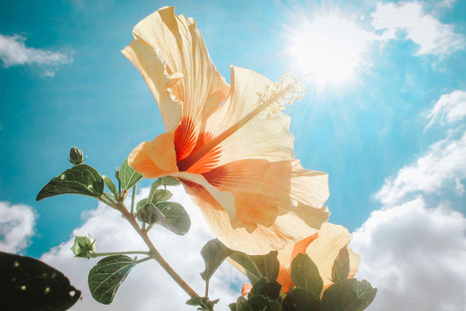 Canon EOS 700D (EOS Rebel T5i / EOS Kiss X7i) sample photo. Photography, of, yellow, hibiscus photography