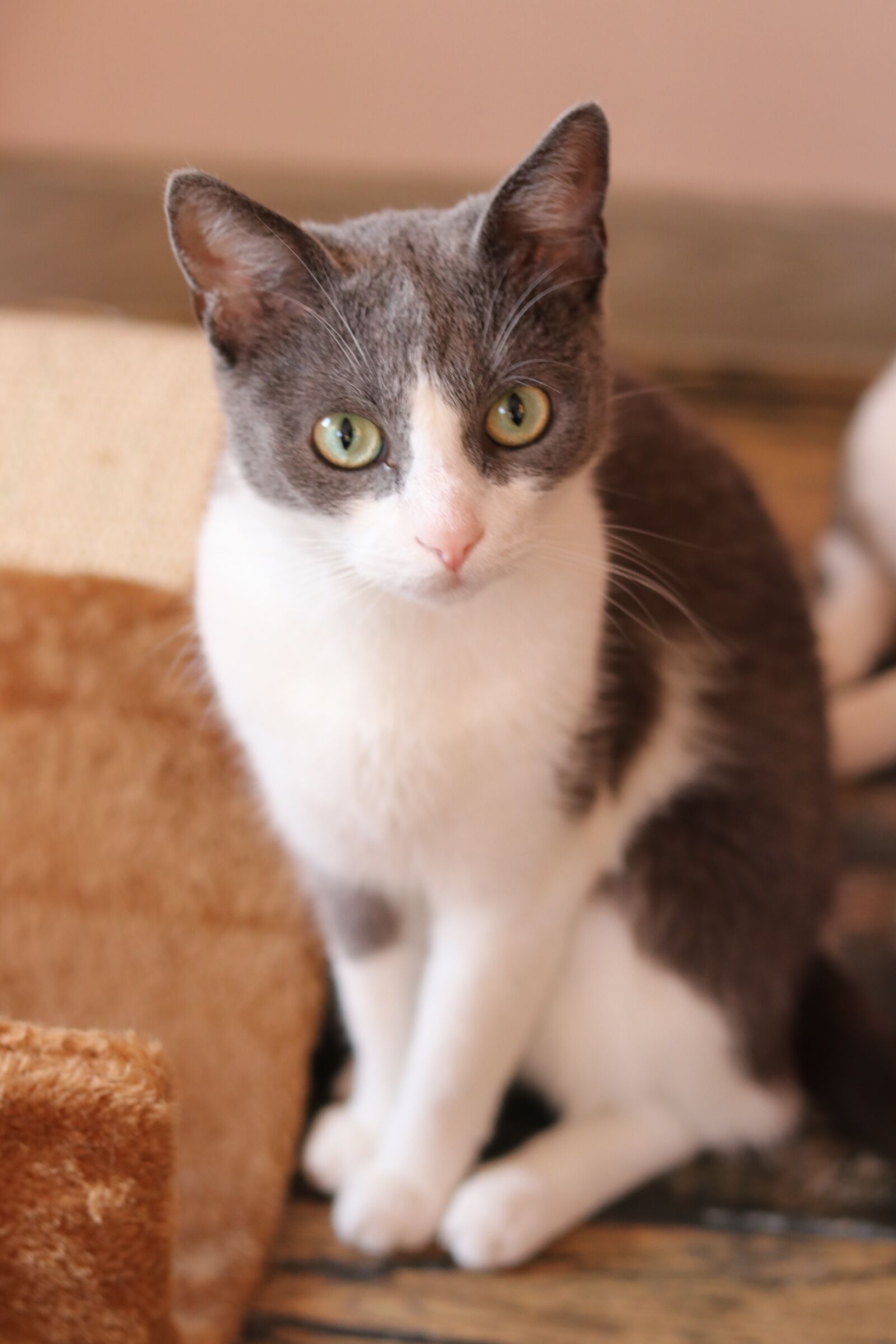 Canon EOS 80D + Canon EF 50mm F1.8 STM sample photo. Cat, nice, sympathetic photography
