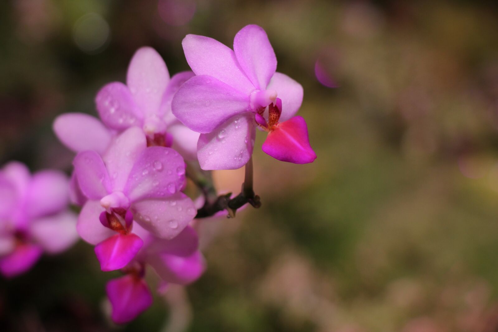 Canon EOS 550D (EOS Rebel T2i / EOS Kiss X4) sample photo. Orchid, flower, bloom photography