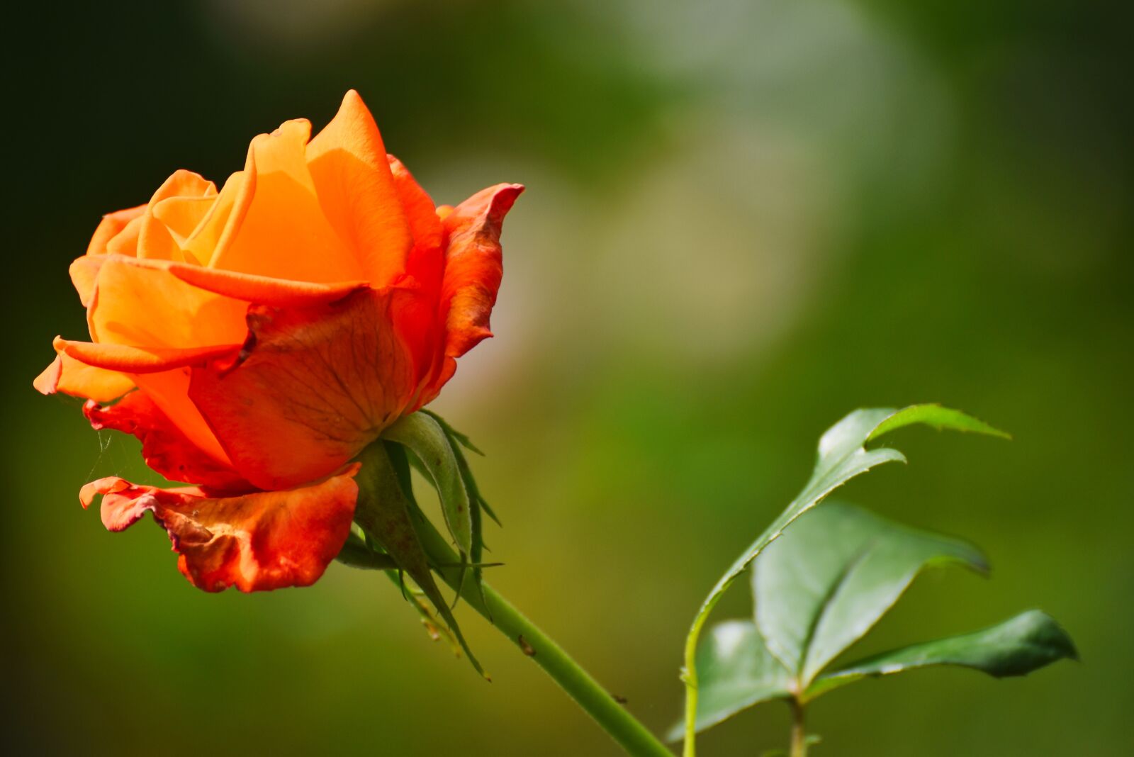 Nikon D5600 sample photo. Rose, red, green flower photography