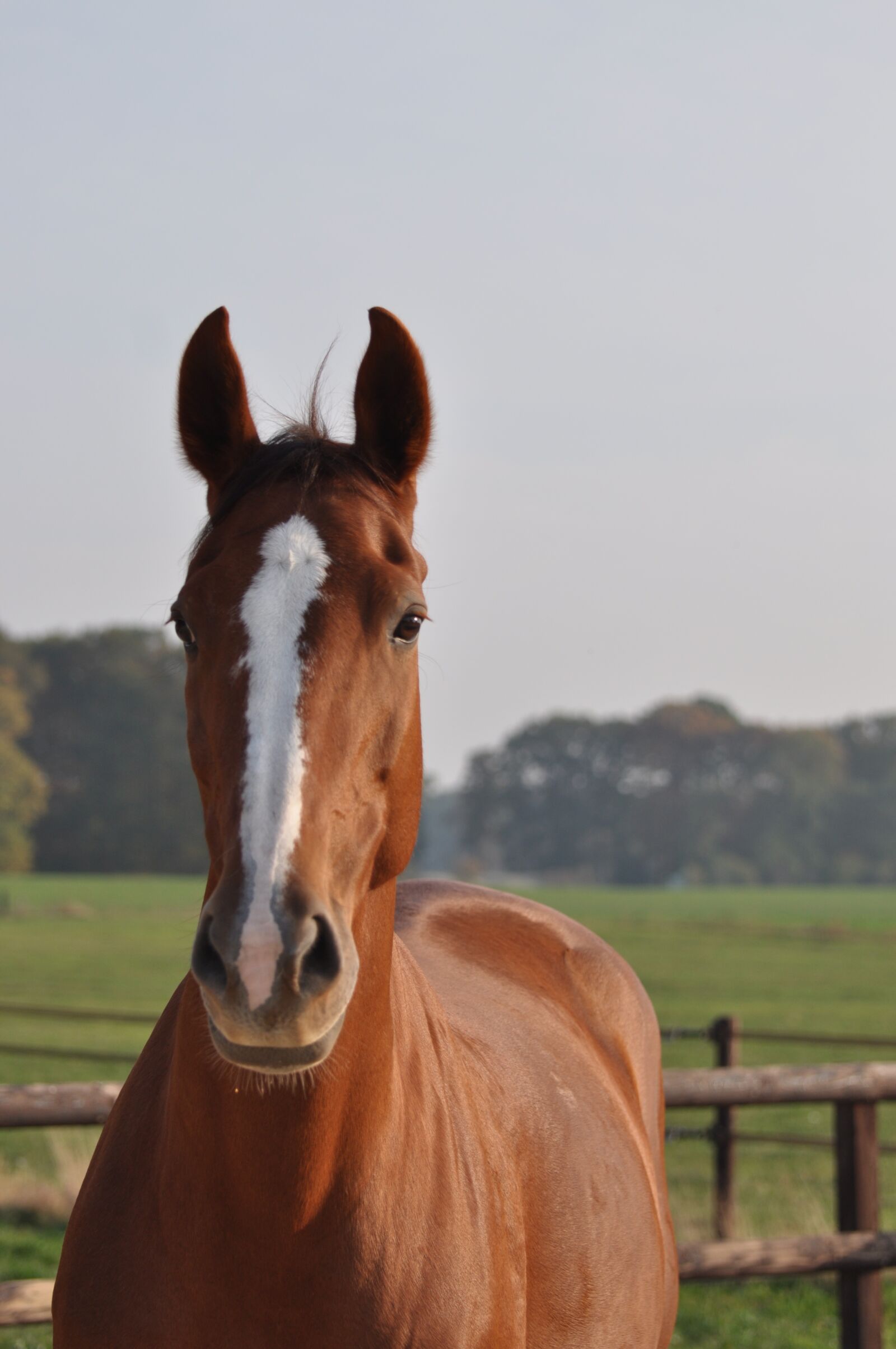 Nikon D5000 sample photo. Horse, horsehead, mare photography