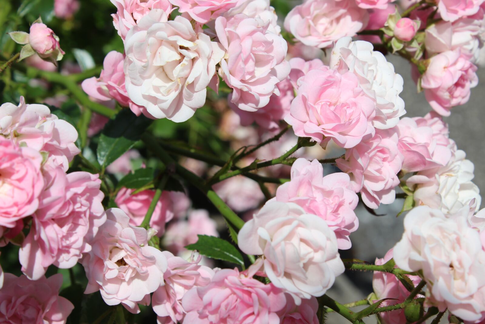 Canon EOS 1300D (EOS Rebel T6 / EOS Kiss X80) sample photo. Roses, white roses, white photography