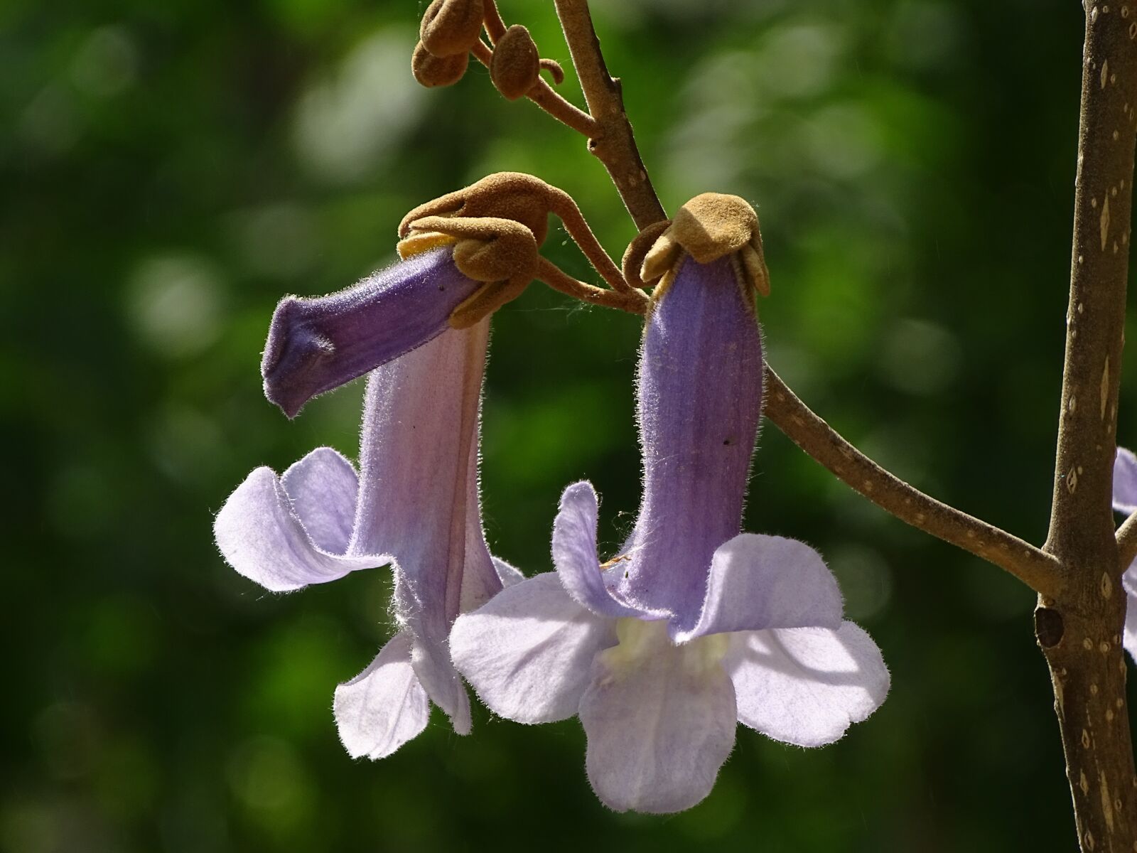 Sony Cyber-shot DSC-HX400V sample photo. Flower, tree, purple photography