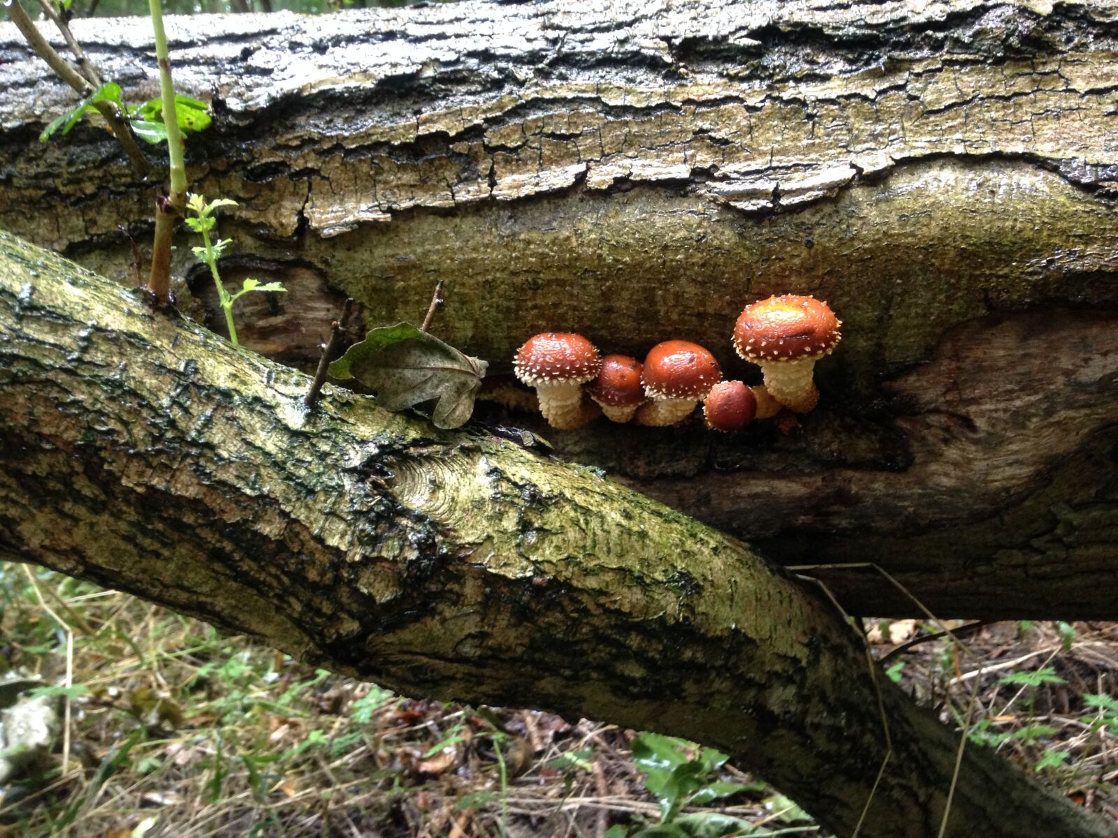 iPhone 5c back camera 4.12mm f/2.4 sample photo. Mushrooms, log, woodland photography