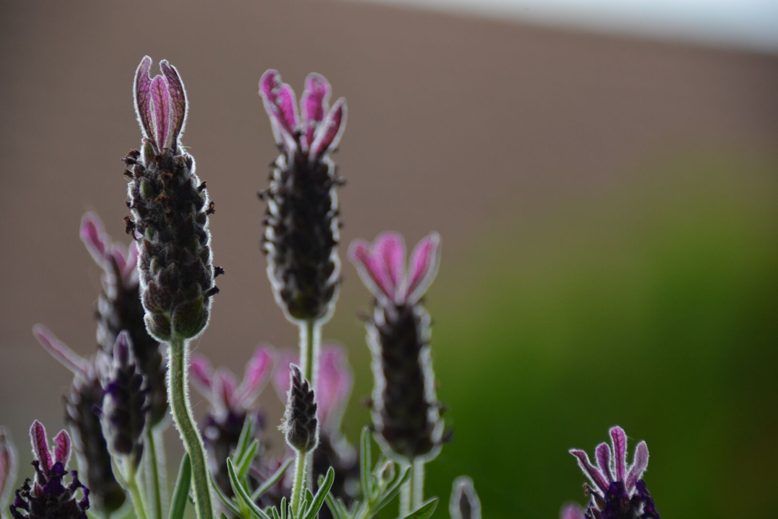 Nikon D7100 sample photo. Lavender flowers, purple, flowers photography