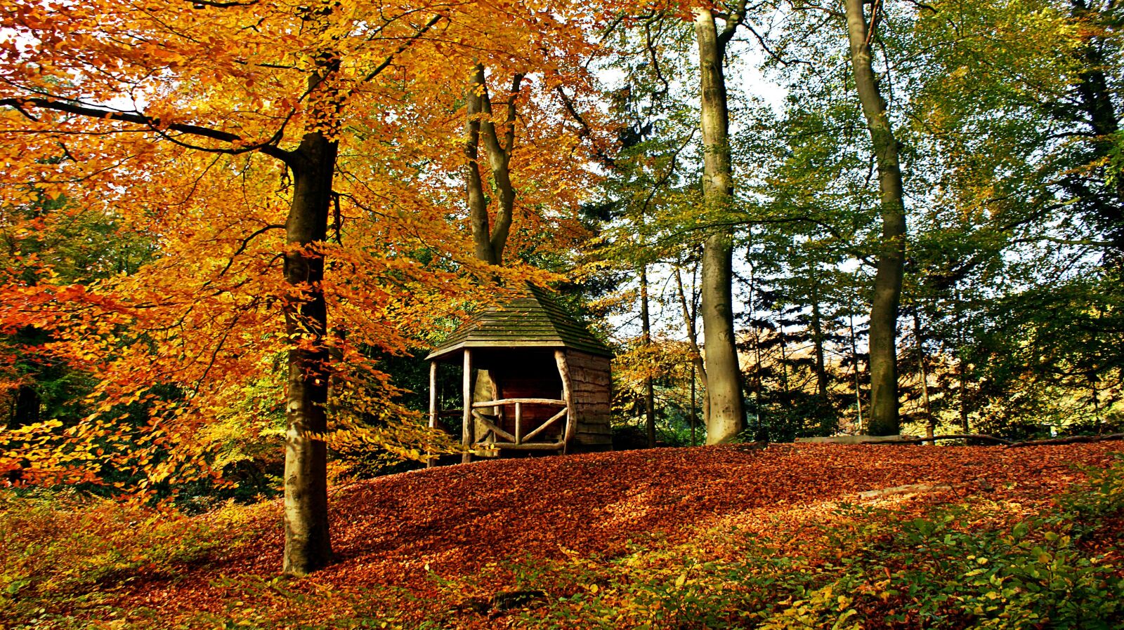 Sony Alpha DSLR-A350 sample photo. Autumn, forest, fall colors photography