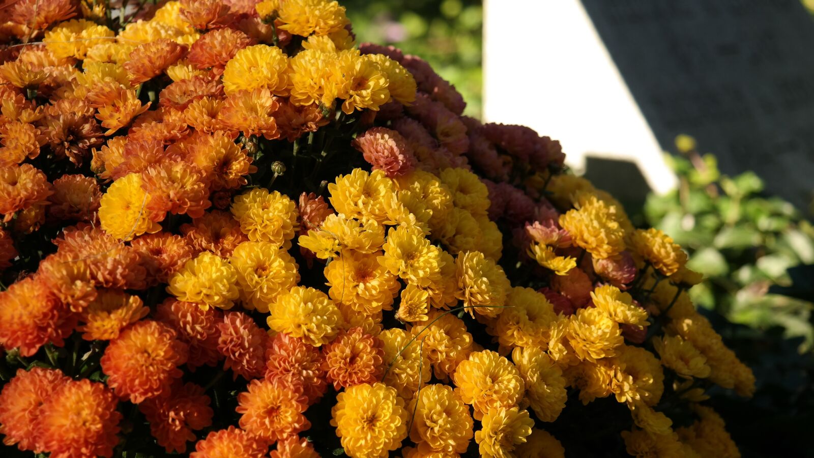 Samsung NX300 sample photo. Floral, fall, orange photography