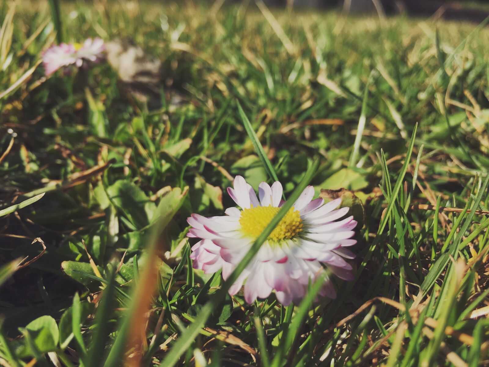 iPhone 6s Plus back camera 4.15mm f/2.2 sample photo. Beautiful, flowers, flower, grass photography