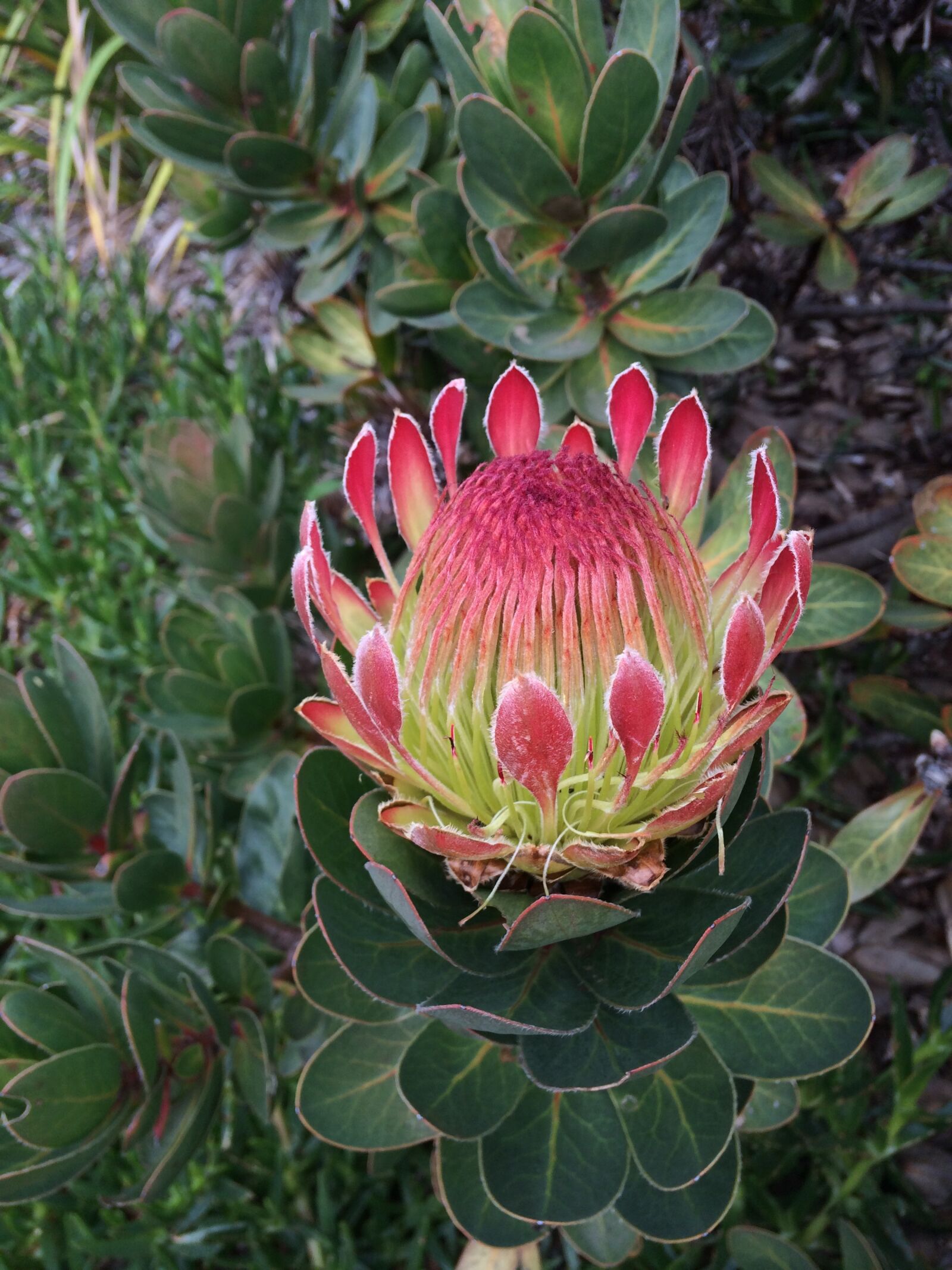 iPhone 5s back camera 4.15mm f/2.2 sample photo. Protea, flower, garden photography