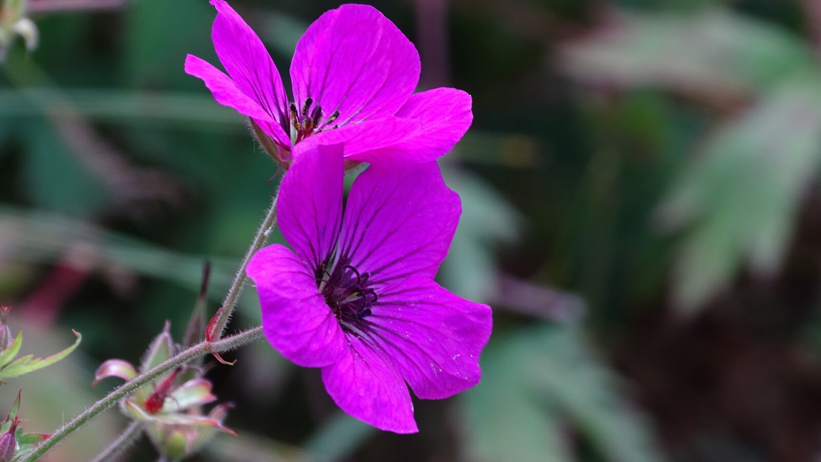 Sony Cyber-shot DSC-HX400V sample photo. Purple, flower, bloom photography