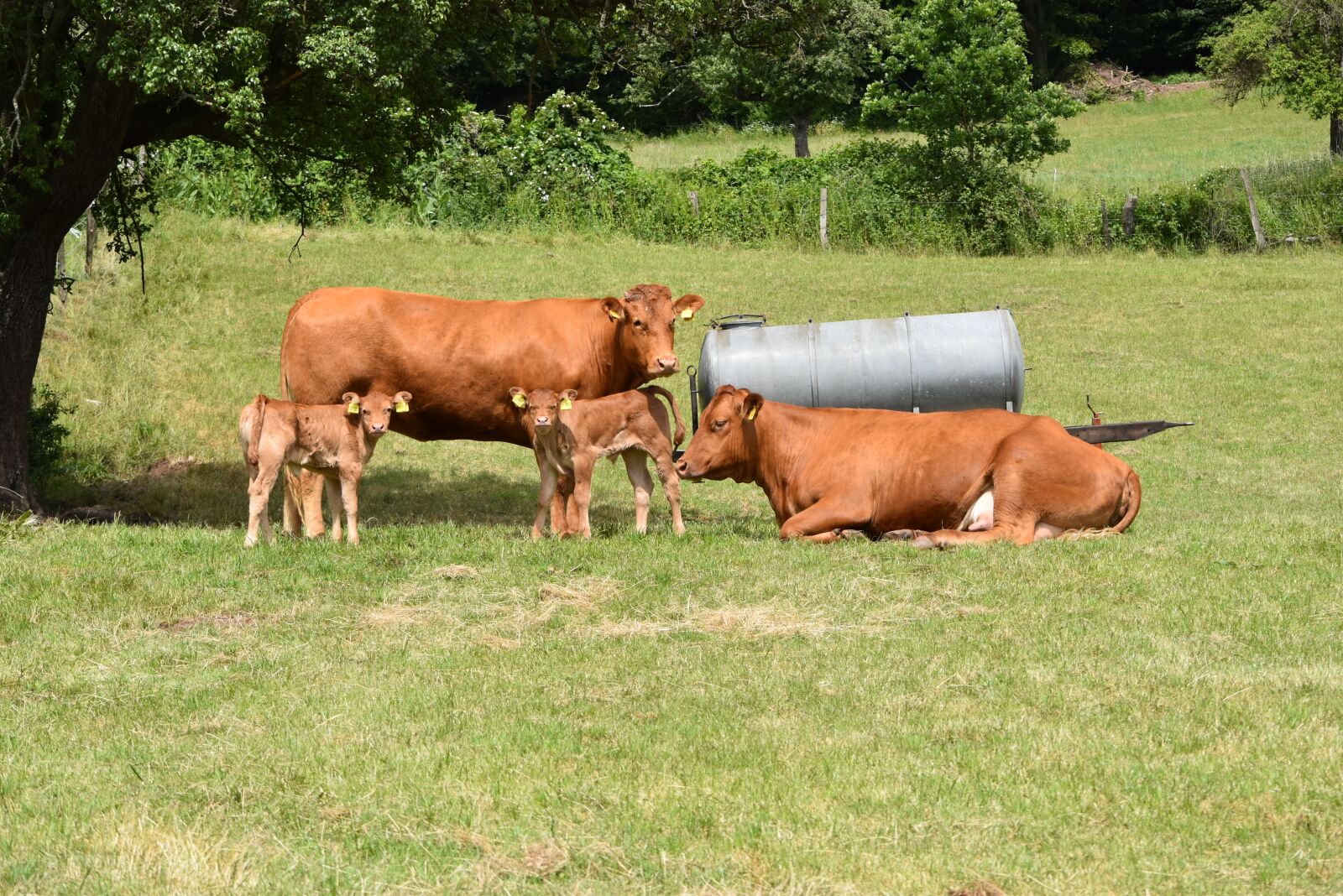 Nikon D5500 sample photo. Cows, cattle, grazing calf photography