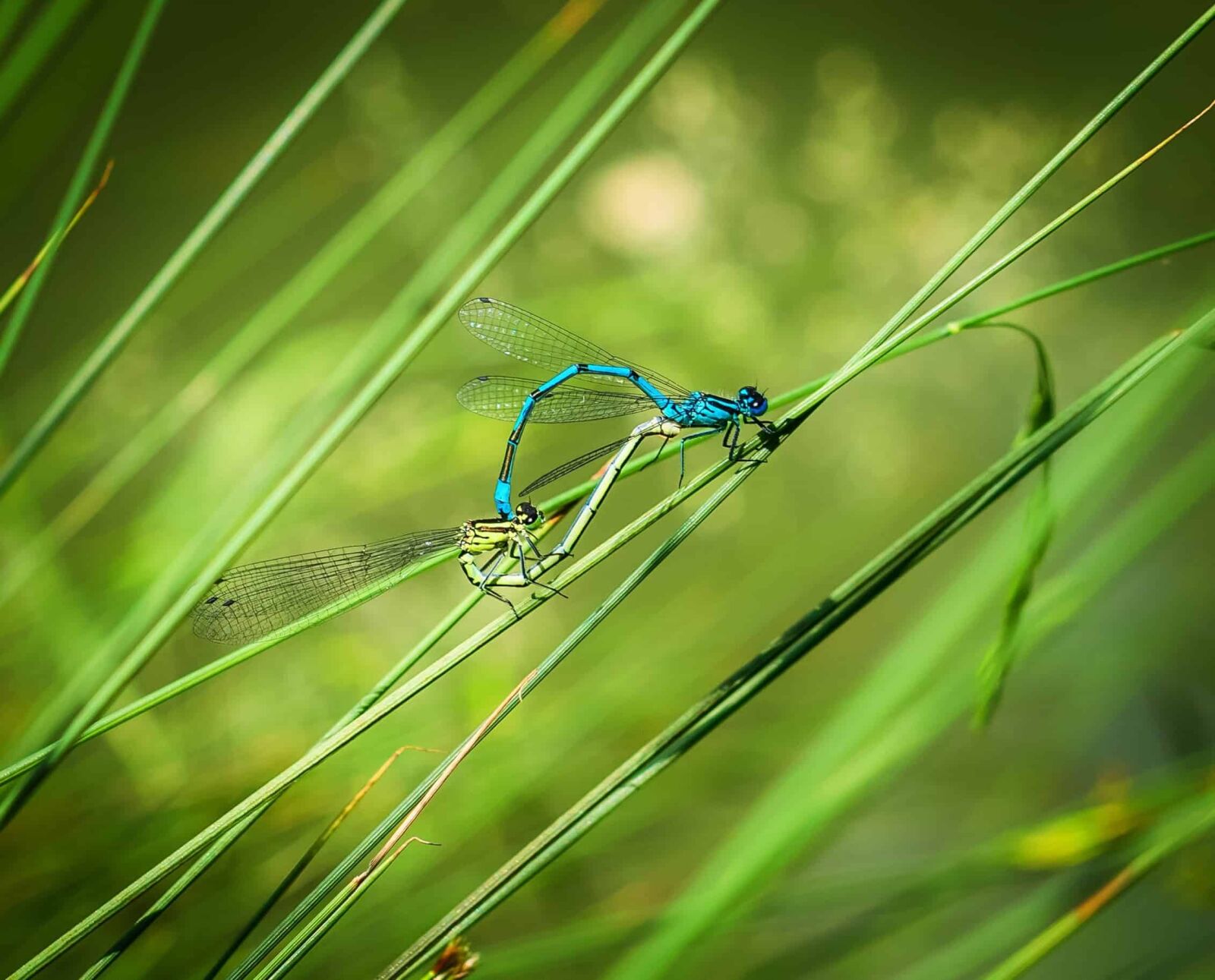 Nikon D3300 sample photo. Dragonfly, grass, insect, nature photography