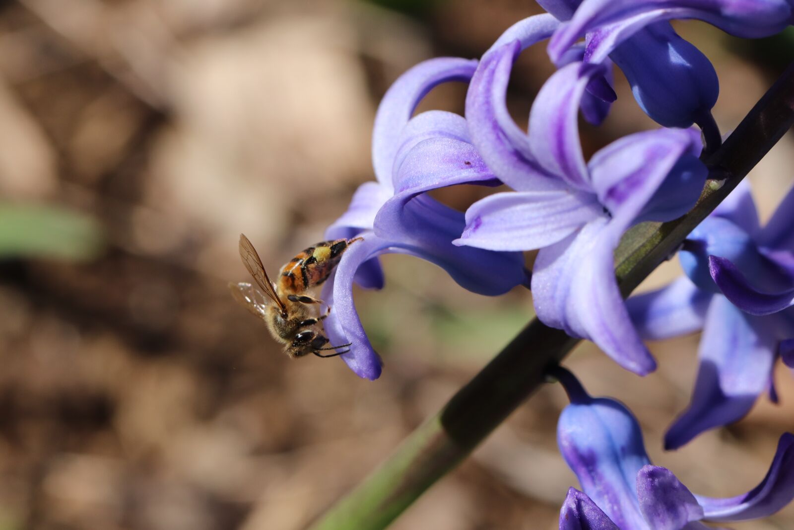 Canon EOS 800D (EOS Rebel T7i / EOS Kiss X9i) sample photo. Honey bee, bee, lavender photography