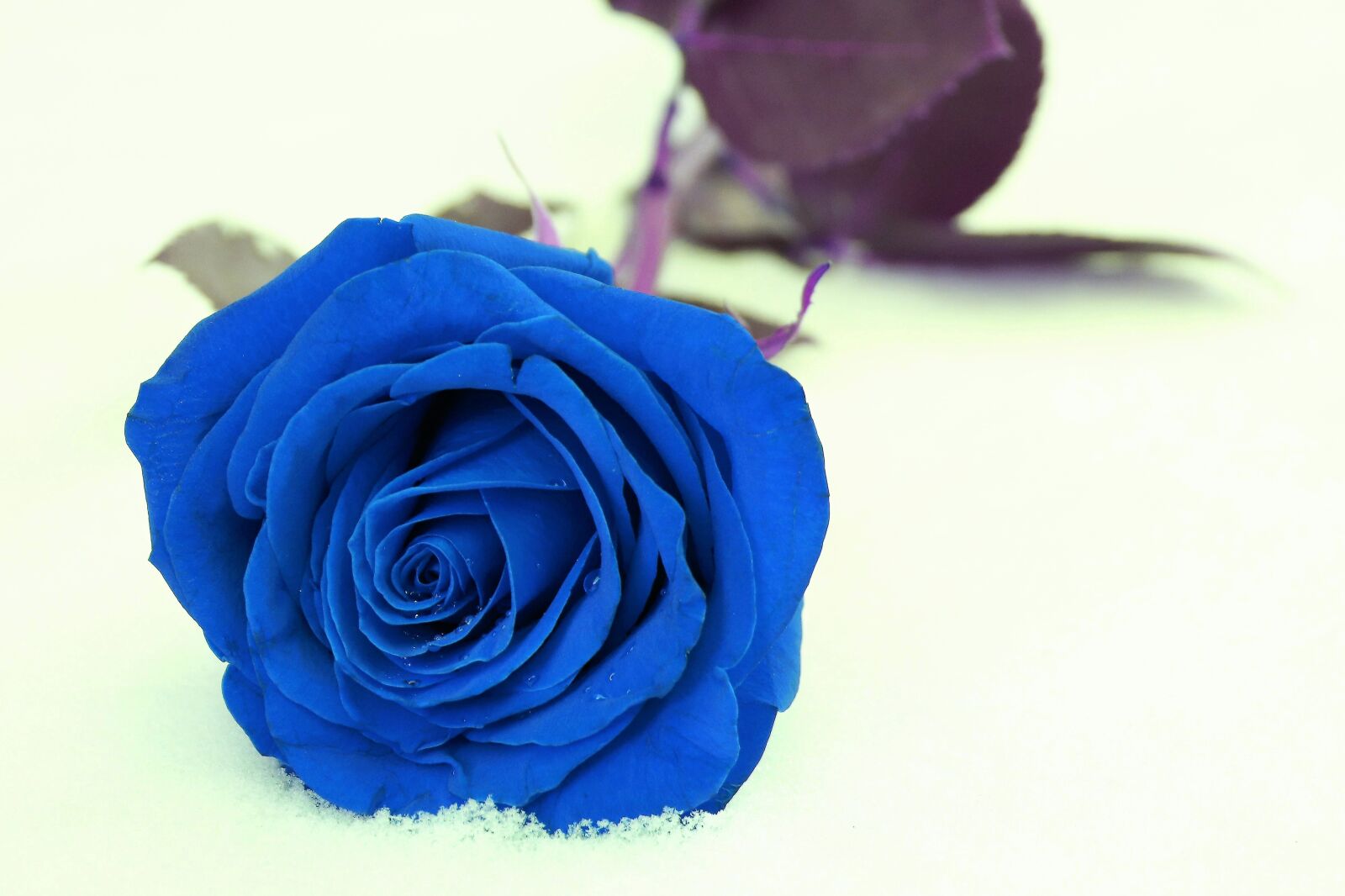 Canon EOS 200D (EOS Rebel SL2 / EOS Kiss X9) sample photo. Blue rose, mysterious, fantasy photography