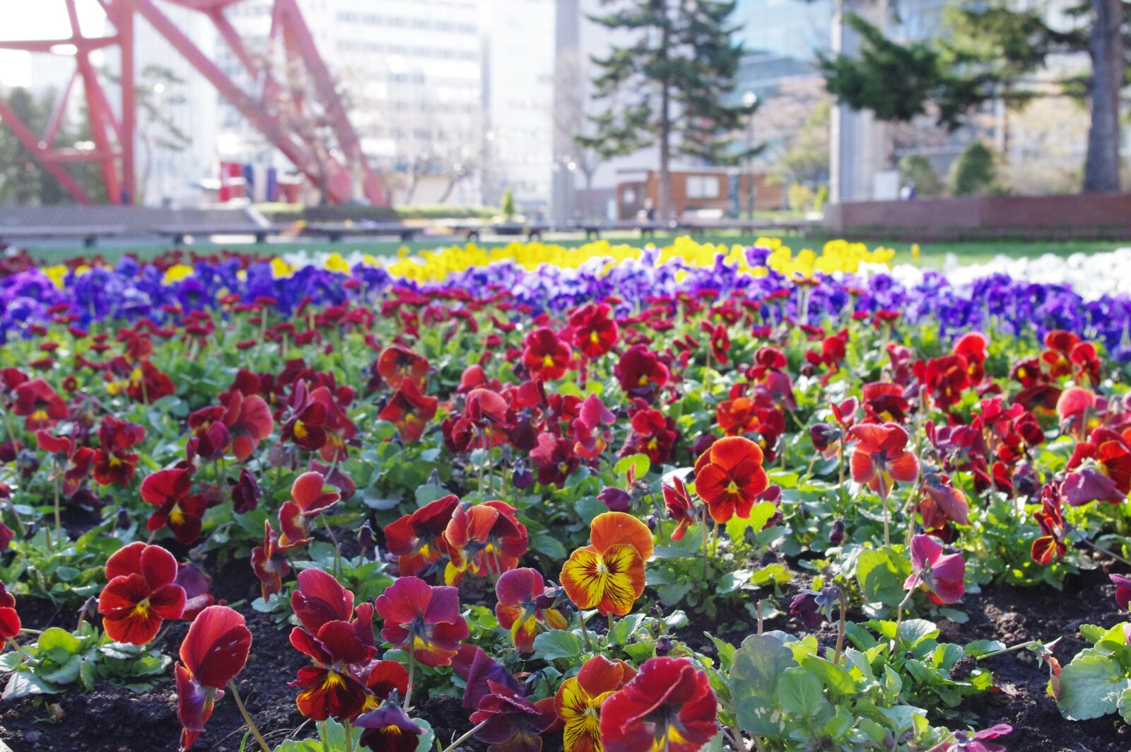 Pentax K-r sample photo. Pansy, flower, red photography