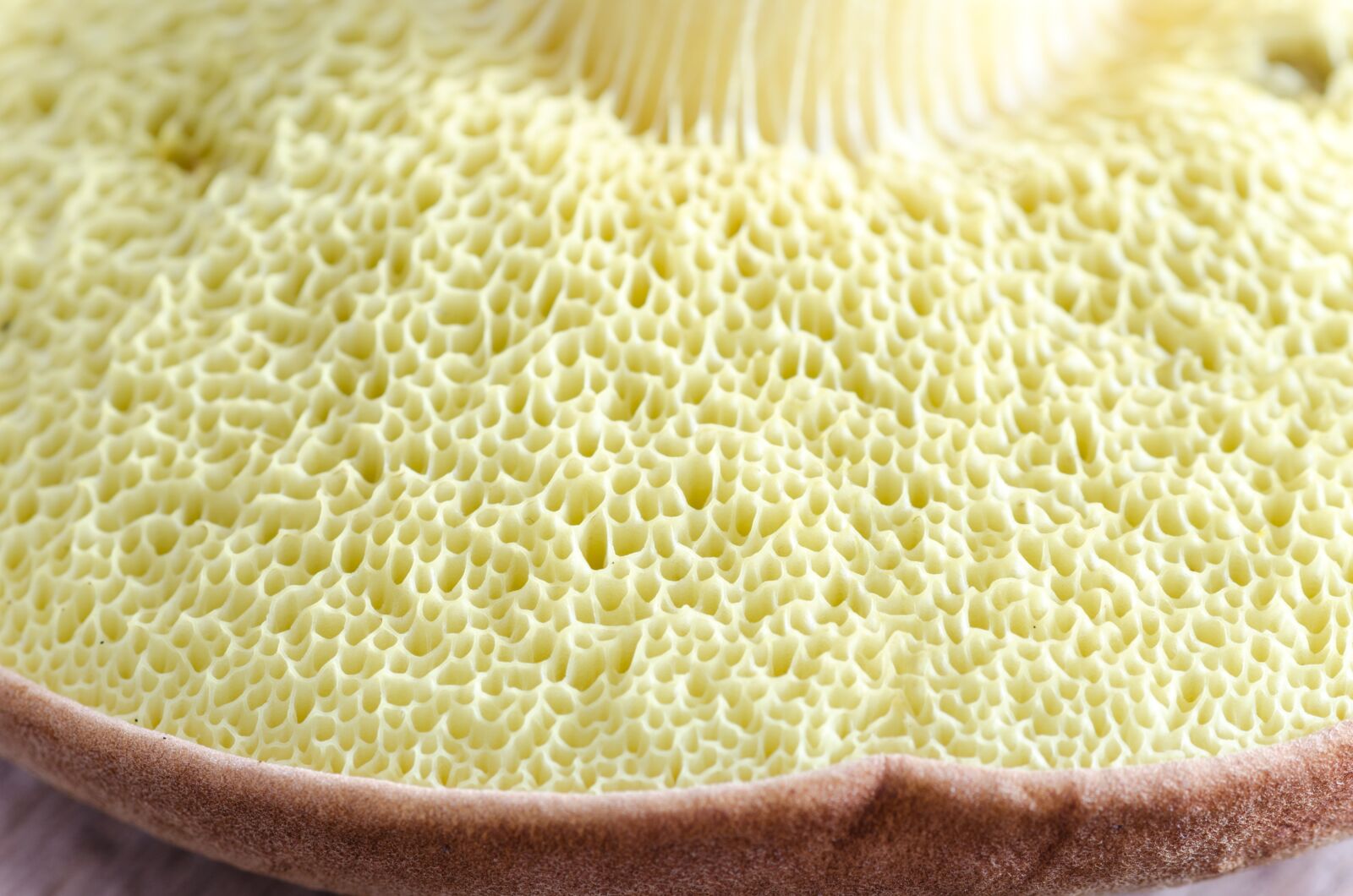 Nikon D5100 sample photo. Macro, mushroom, natural photography