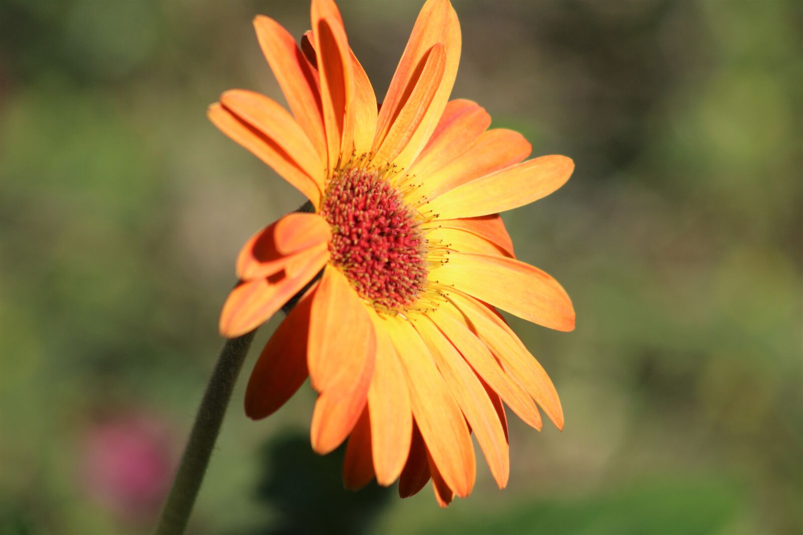 Canon EF75-300mm f/4-5.6 sample photo. Daisy, flower, colorful photography
