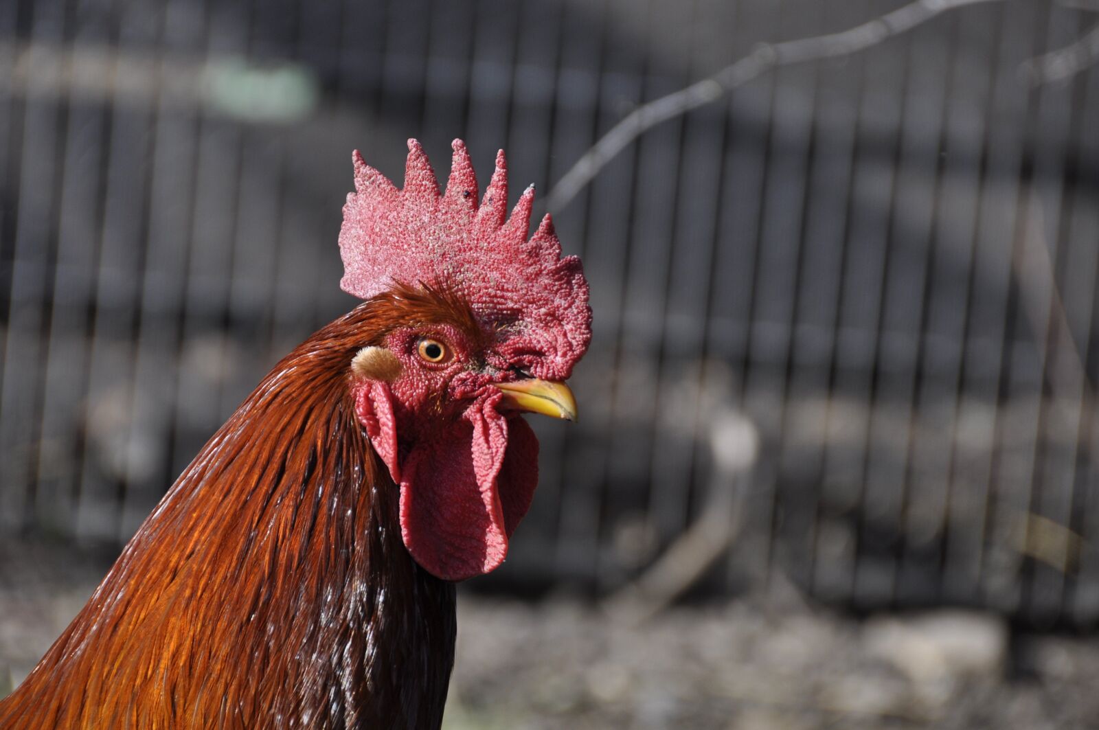 Nikon D90 sample photo. Garden, animal, poultry photography