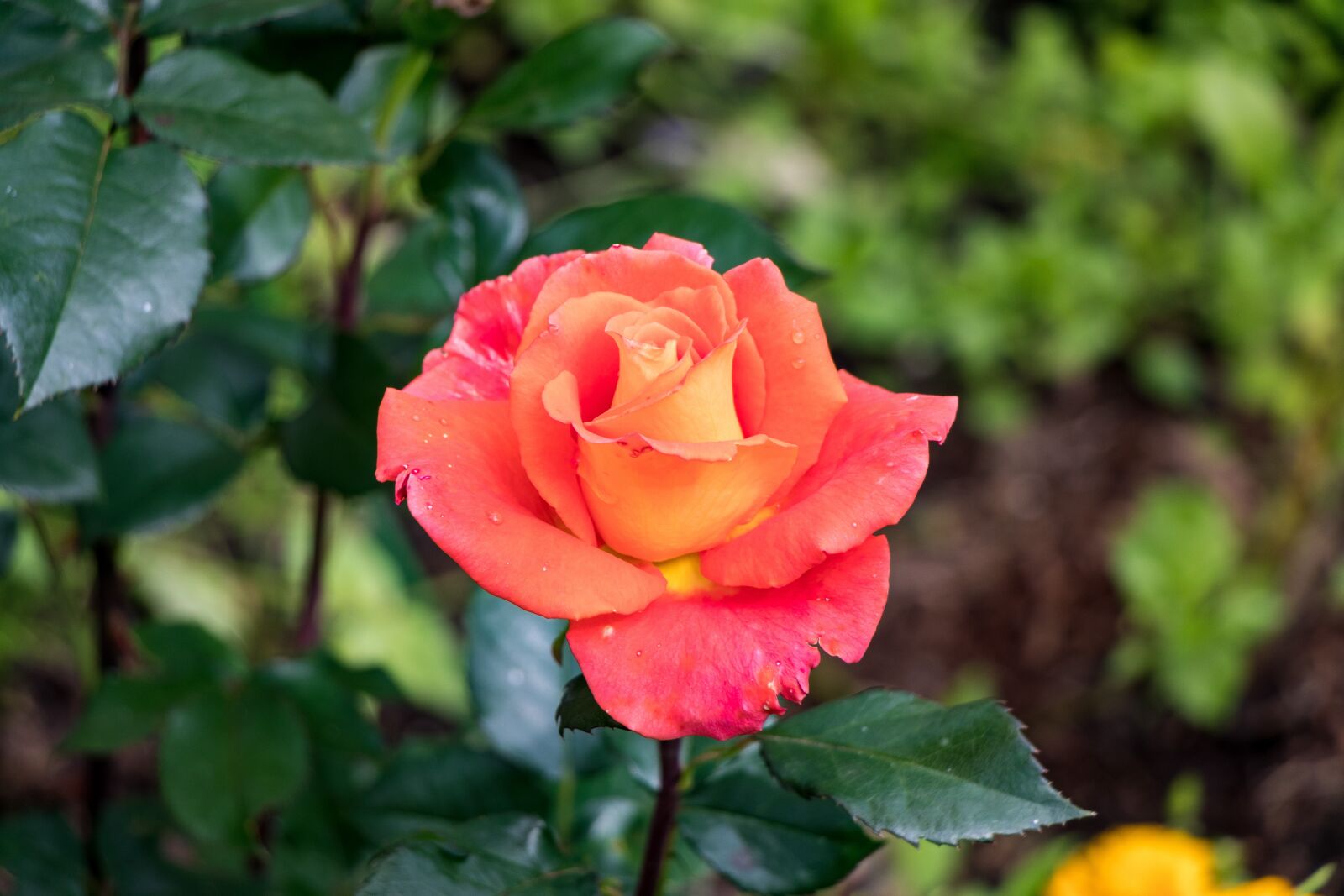 Canon EOS 80D sample photo. Rose, flowers, petals photography