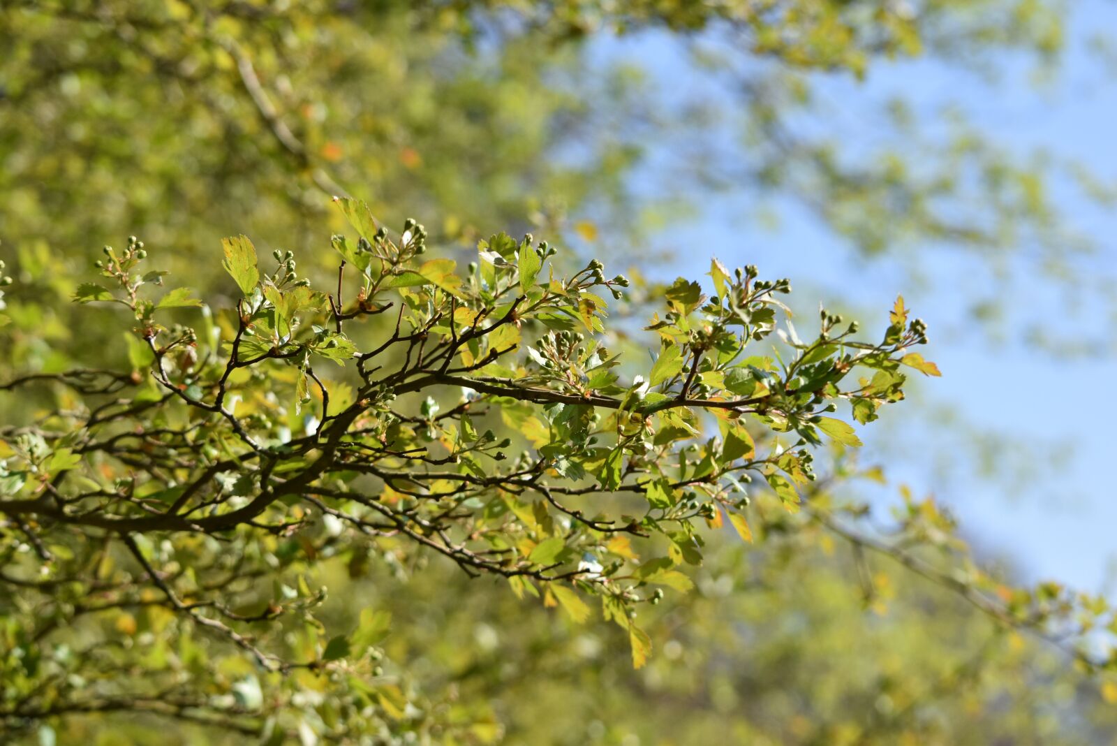Nikon D5500 sample photo. Tree, branch, spring photography