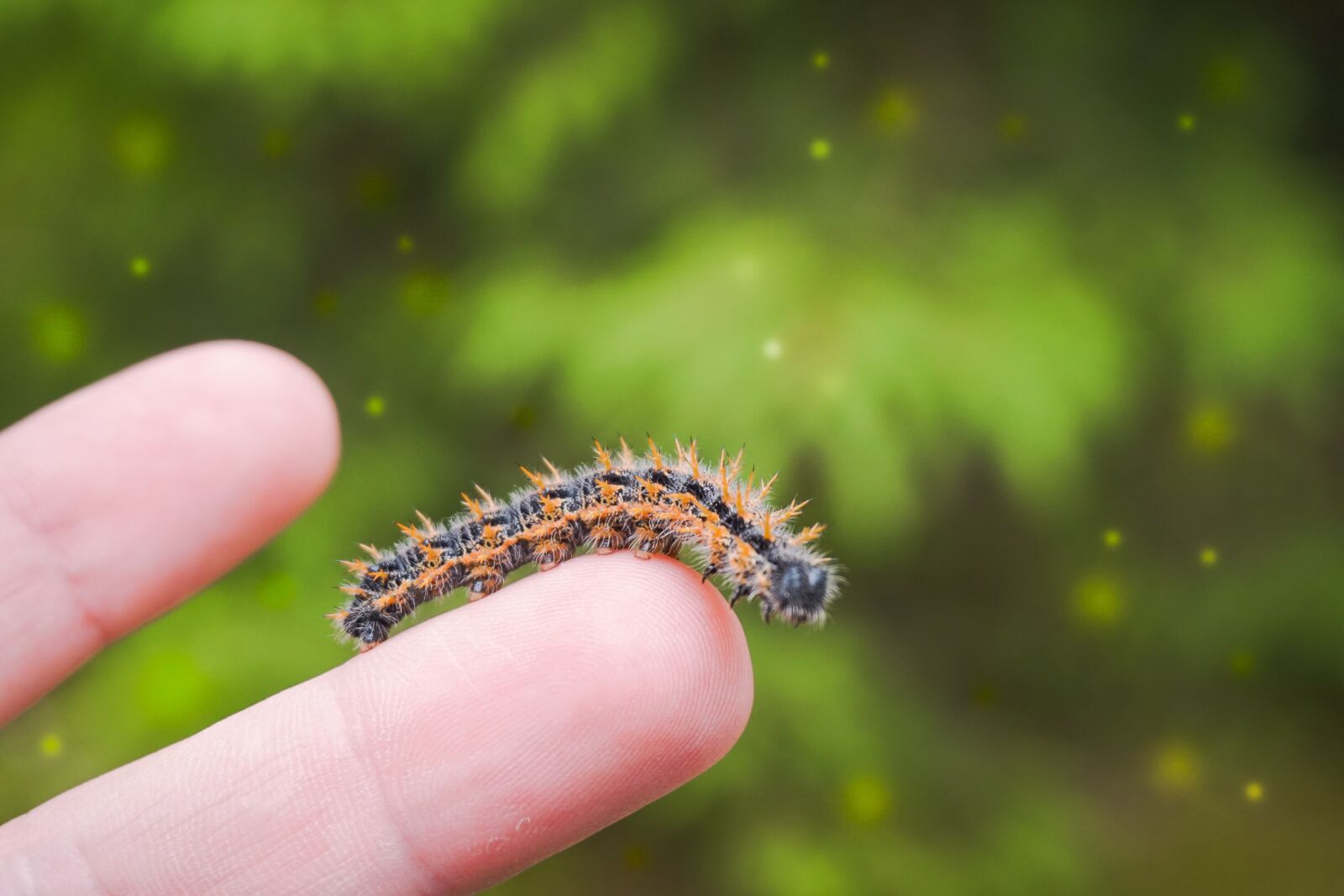 Sony a6000 sample photo. Caterpillar, finger, bokeh photography