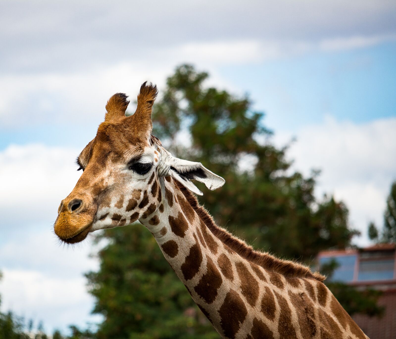 Canon EF-S 55-250mm F4-5.6 IS STM sample photo. Giraffe, mammal, animal photography