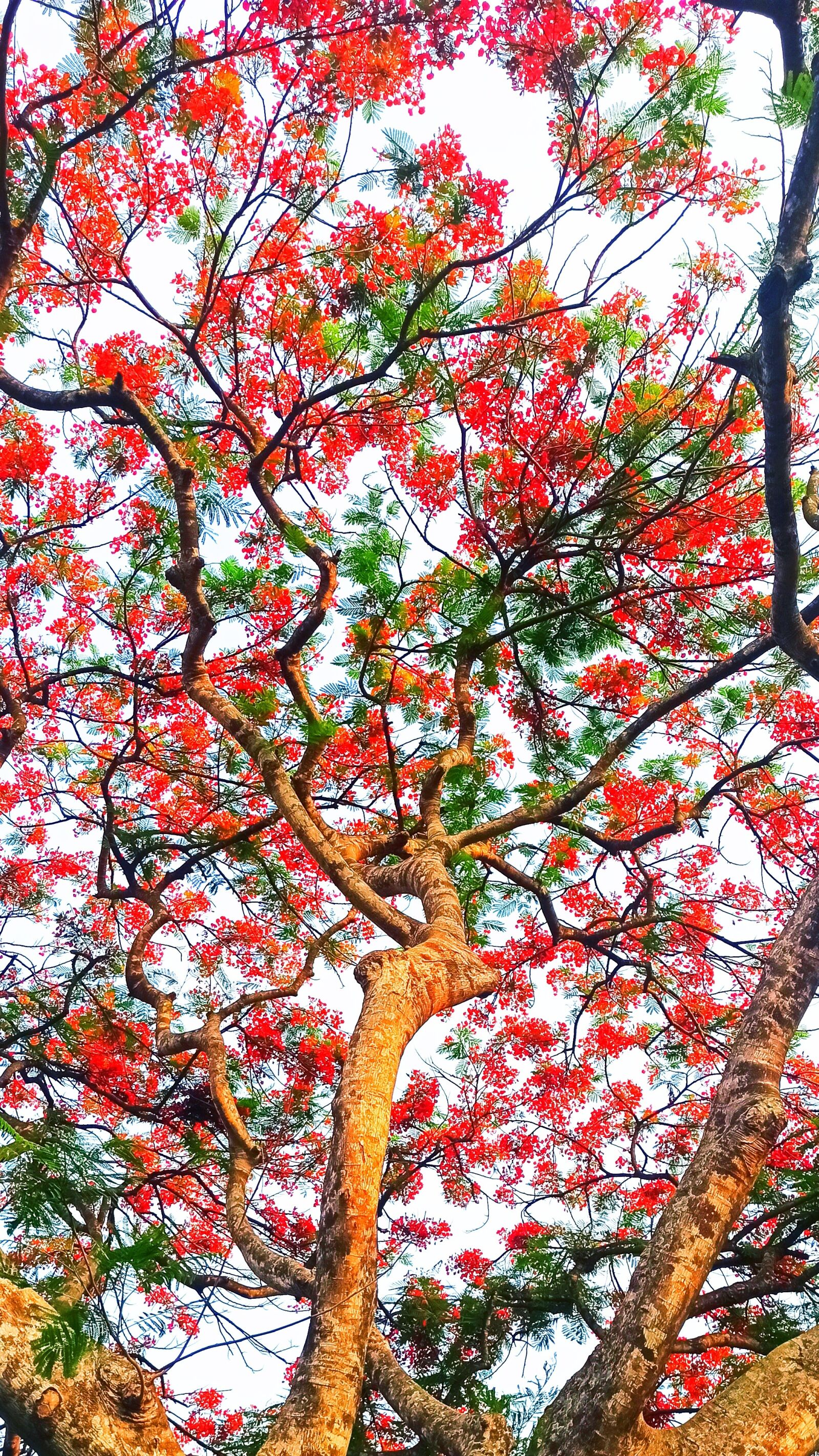 Xiaomi Redmi Note 8 Pro sample photo. Forest, tree, blooming tree photography