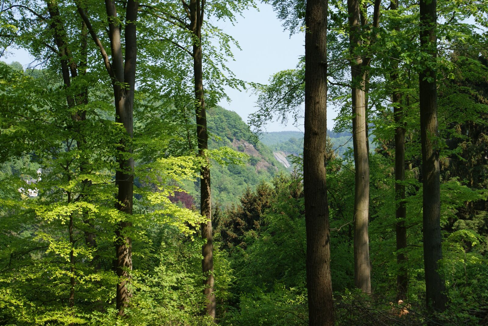 Sony Alpha DSLR-A200 sample photo. Trees, landscape, forest photography