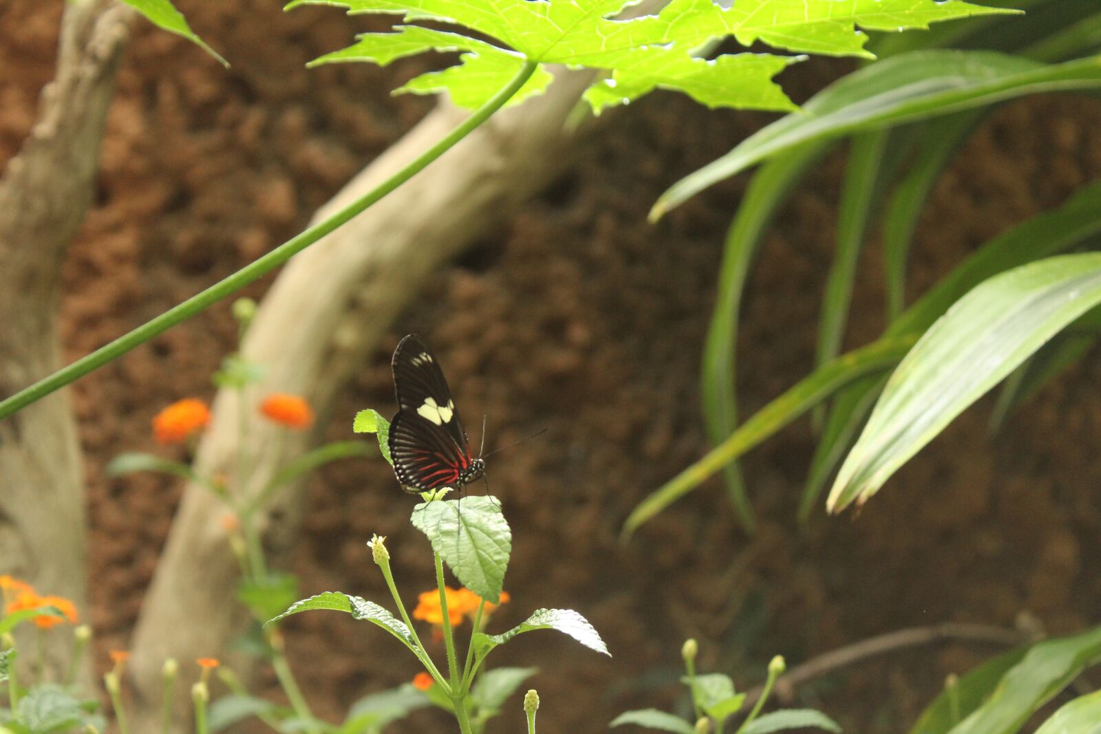 Canon EOS 1300D (EOS Rebel T6 / EOS Kiss X80) sample photo. Butterfly, outdoor, springtime photography