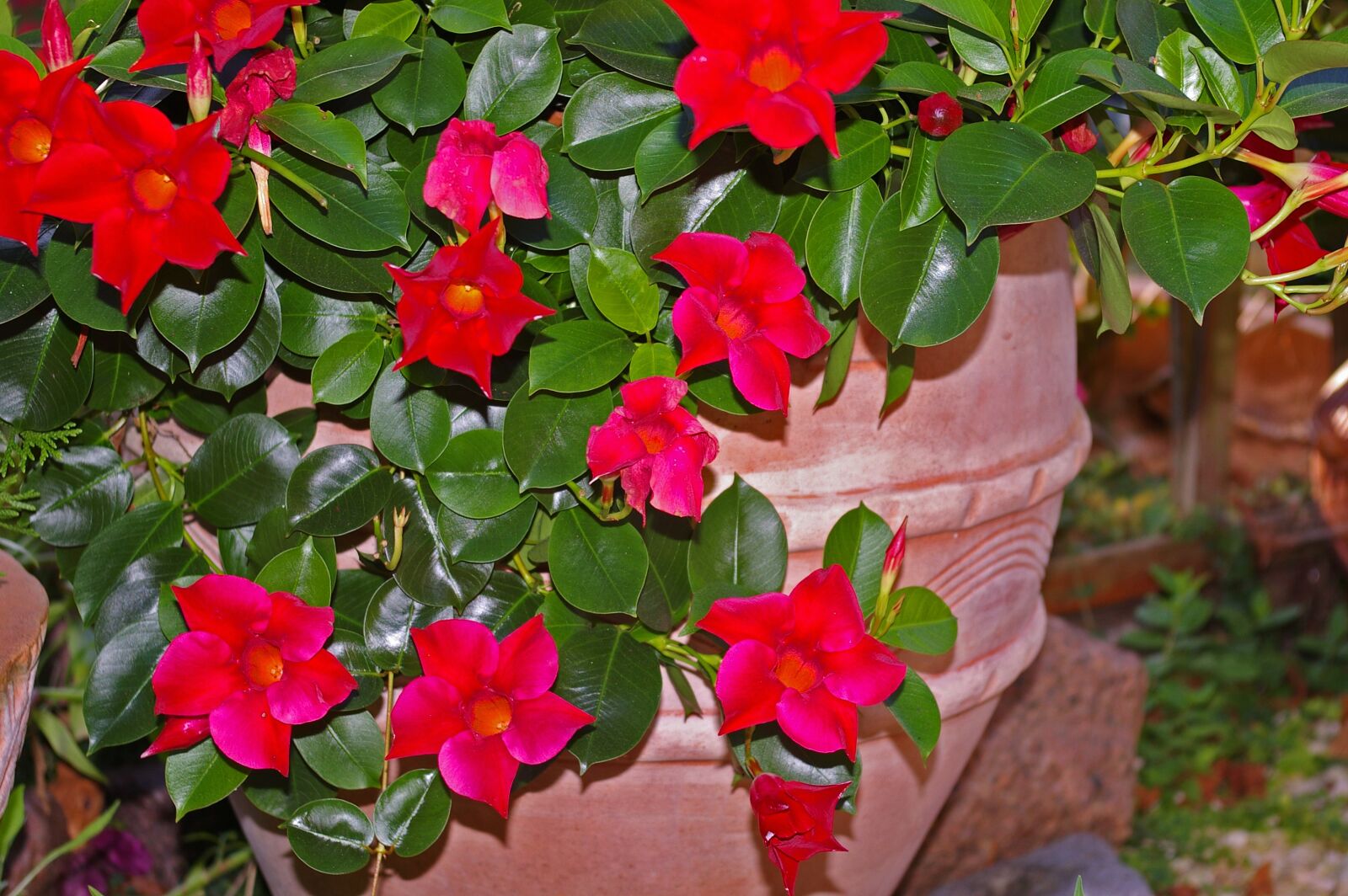 Pentax *ist DL2 sample photo. Mandevilla, dipladenia, crop photography
