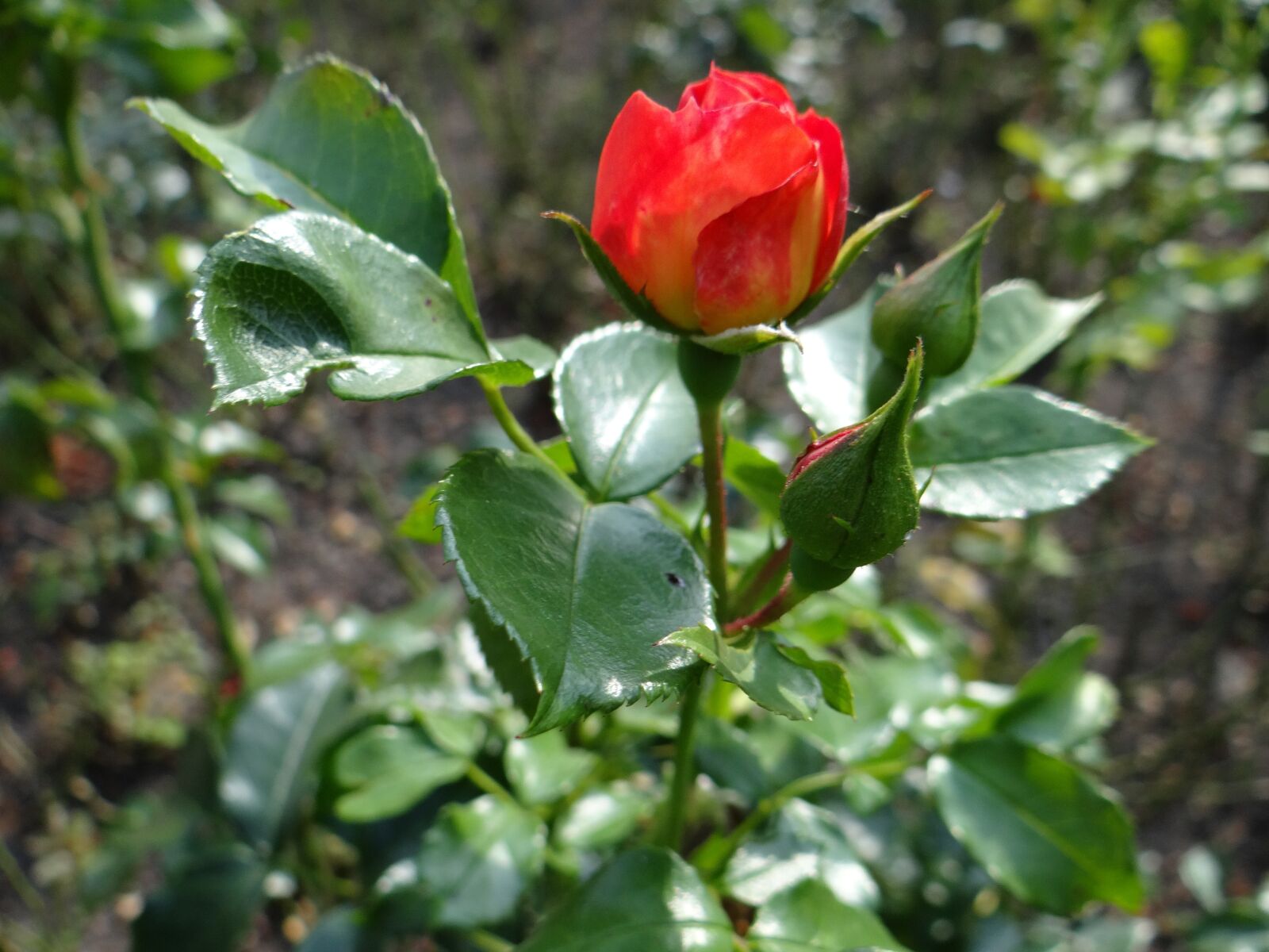 Sony DSC-HX200V sample photo. Rose, flower, red photography