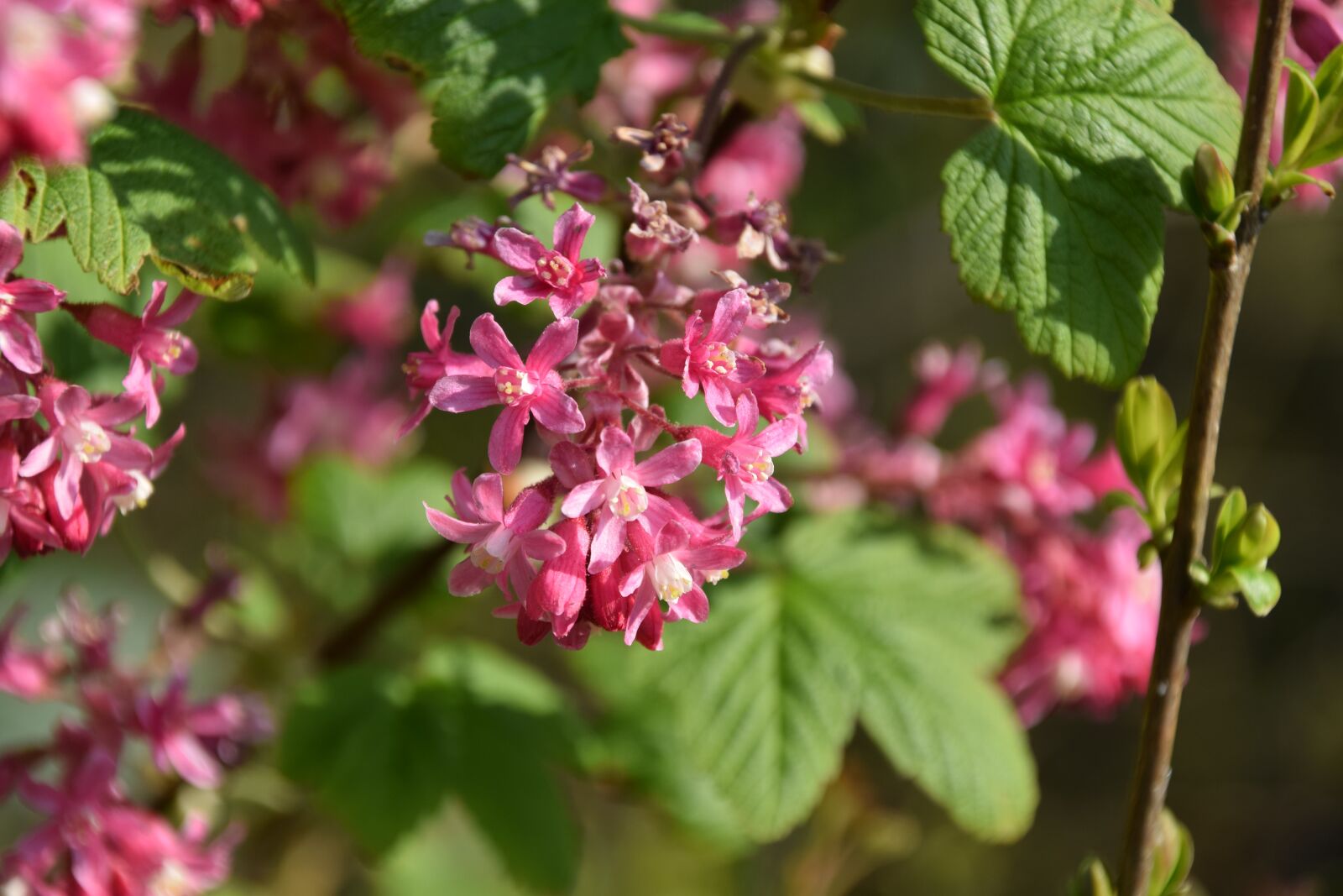 Nikon D3300 sample photo. Hellevoetsluis, flowers, nature photography
