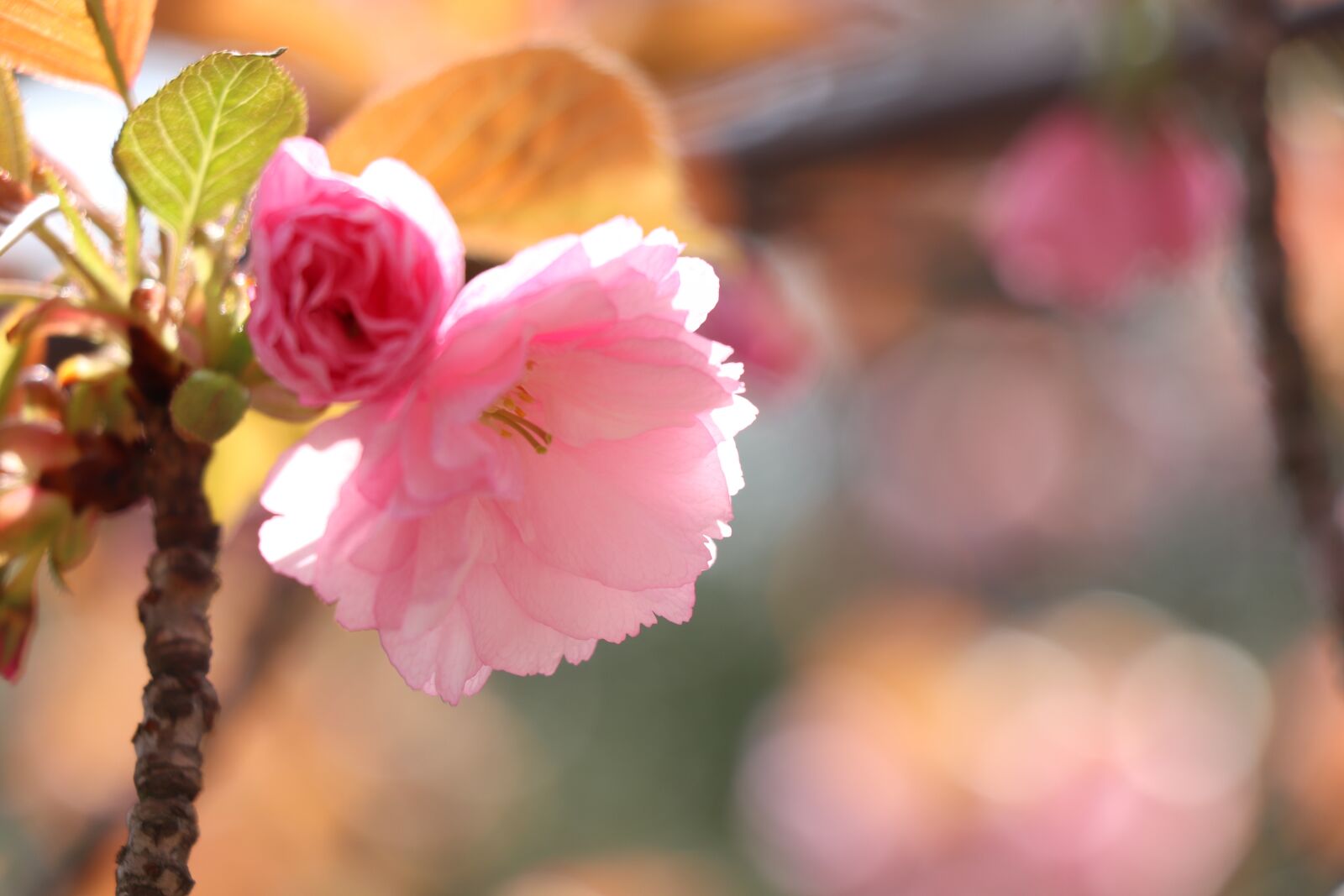 Canon EOS 77D (EOS 9000D / EOS 770D) sample photo. Flower, nature, plant photography