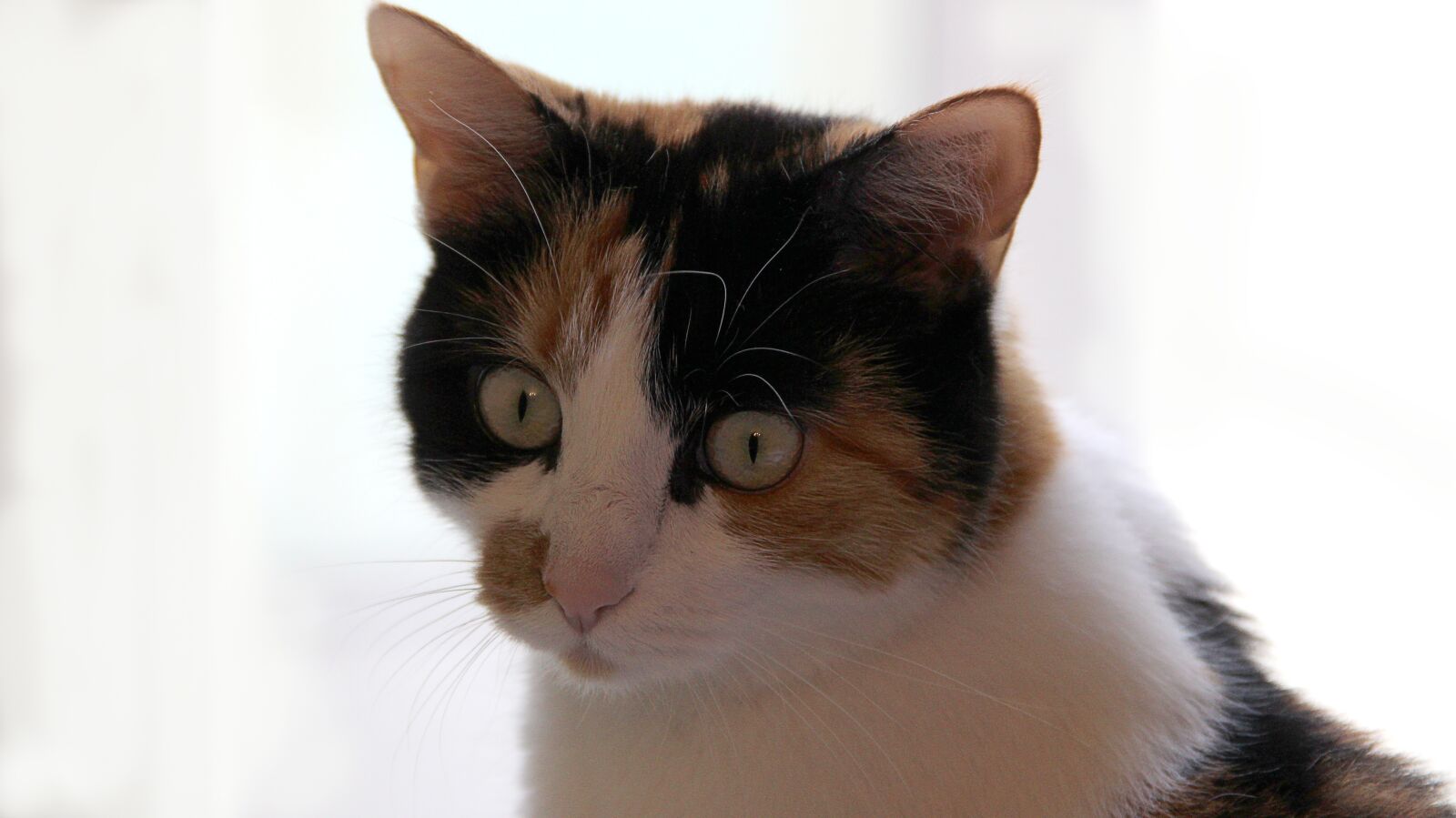 Canon EOS 600D (Rebel EOS T3i / EOS Kiss X5) sample photo. Cat, kitten, pet photography