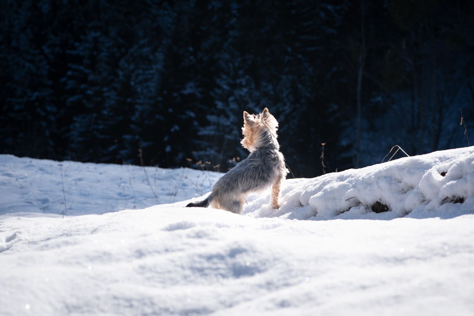 Nikon D750 sample photo. Dog, yorkie, yorkshire terrier photography